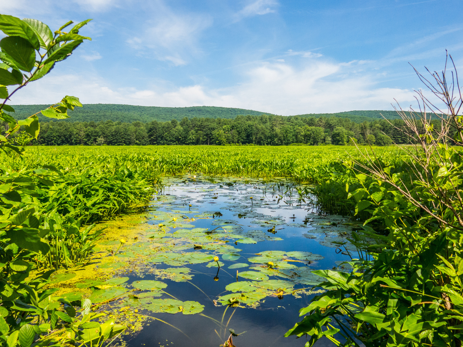 Речка покрыта водяными лилиями у леса