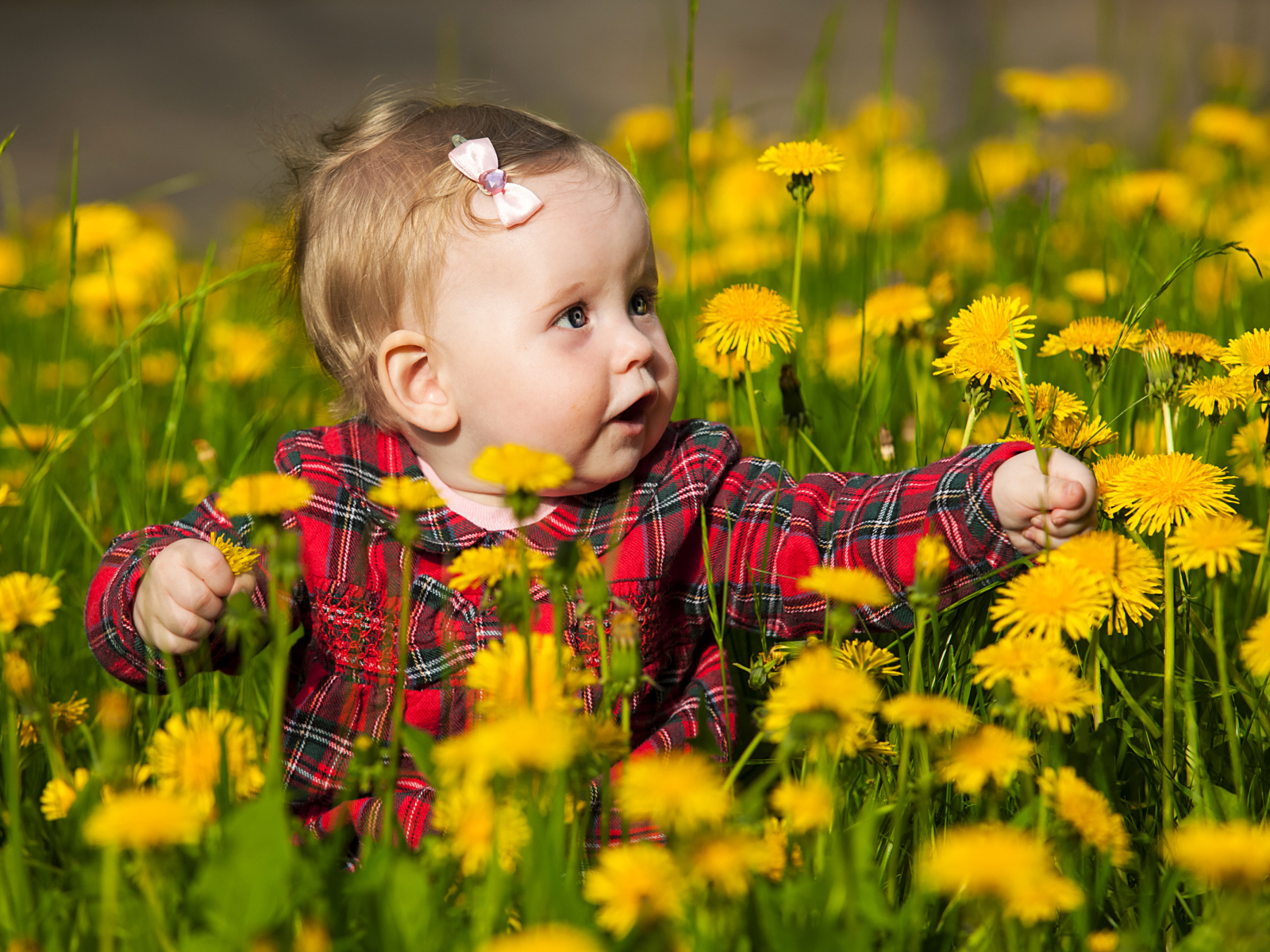 Маленькая милая девочка сидит в желтых одуванчиках
