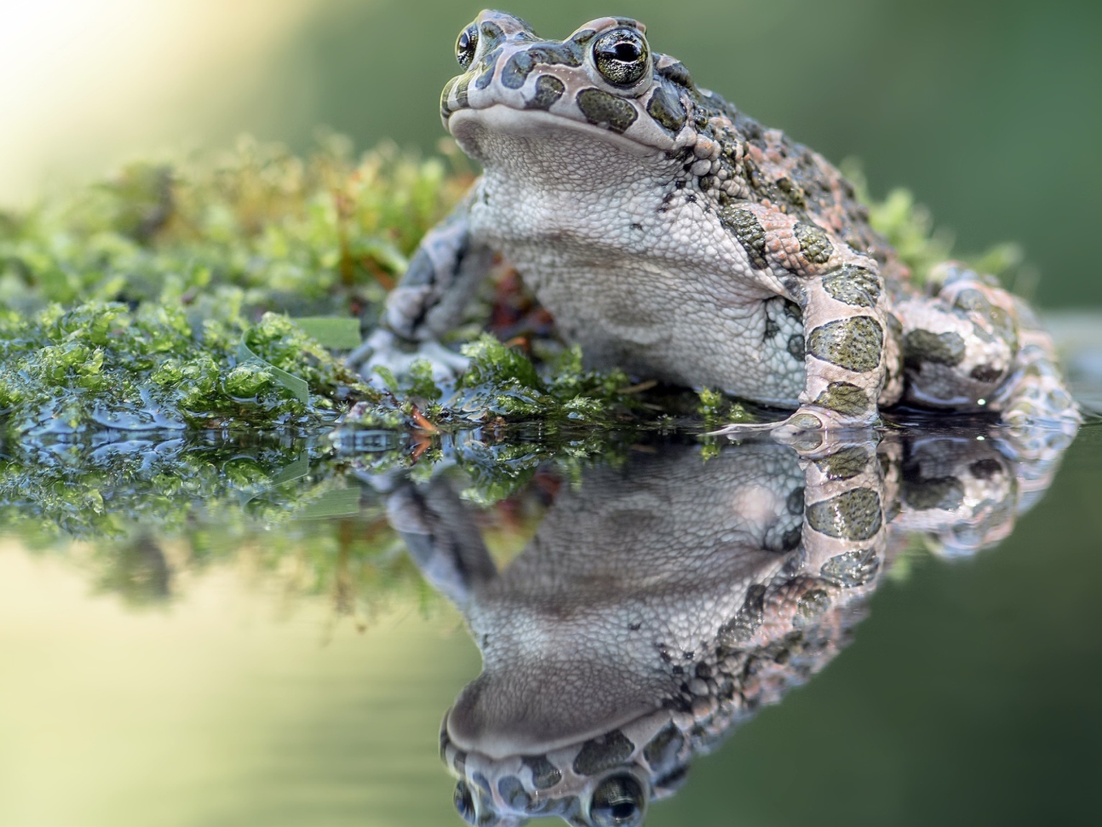 Большая лягушка сидит на водорослях в пруду