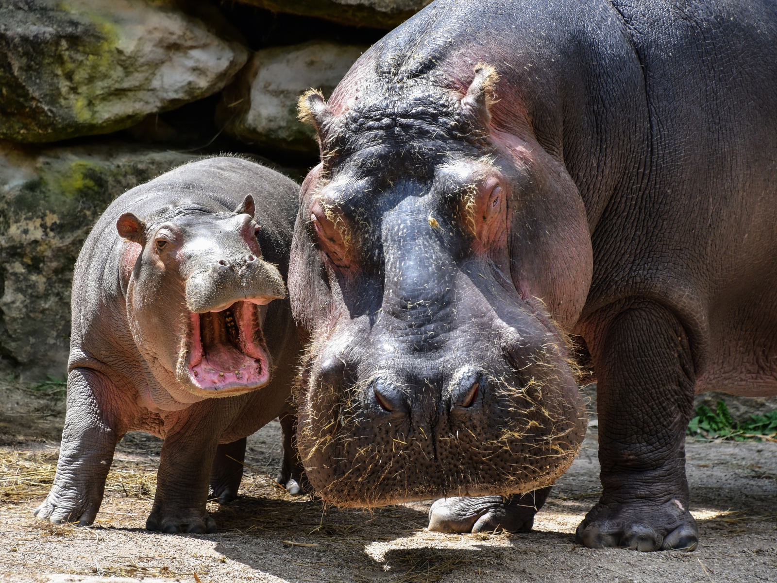Большой гиппопотам с детенышем в зоопарке 