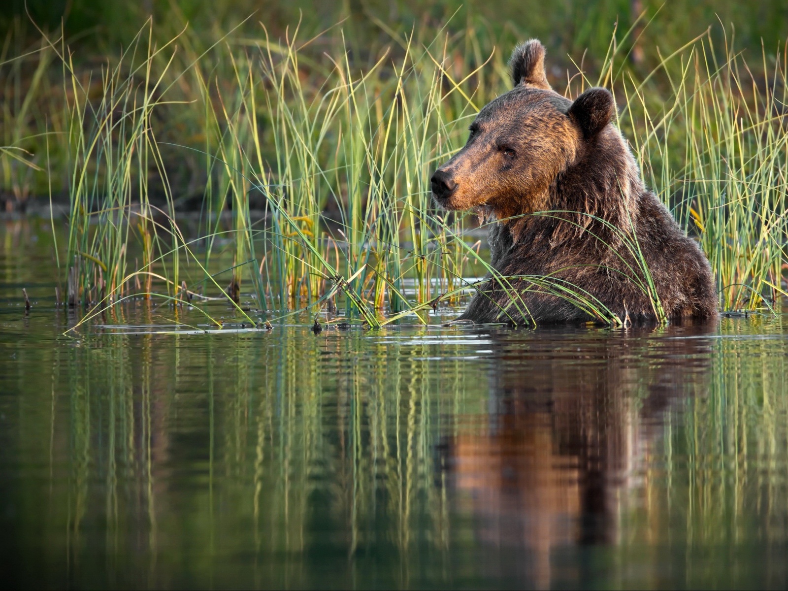 Большой бурый медведь сидит в воде 