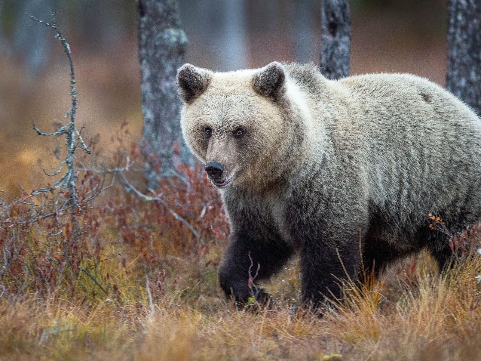 Большой бурый медведь идет по сухой траве