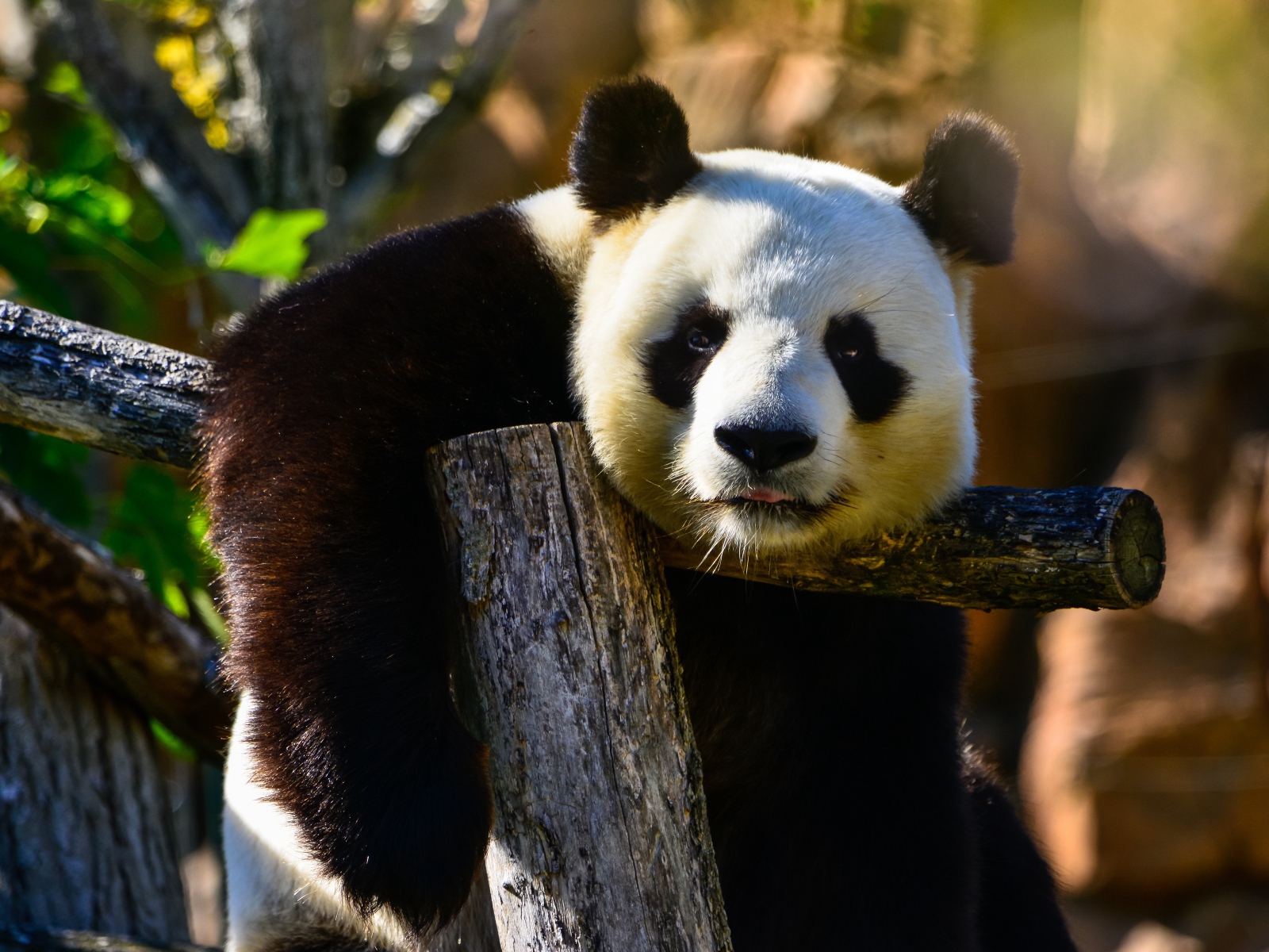 Большая ленивая панда висит на дереве