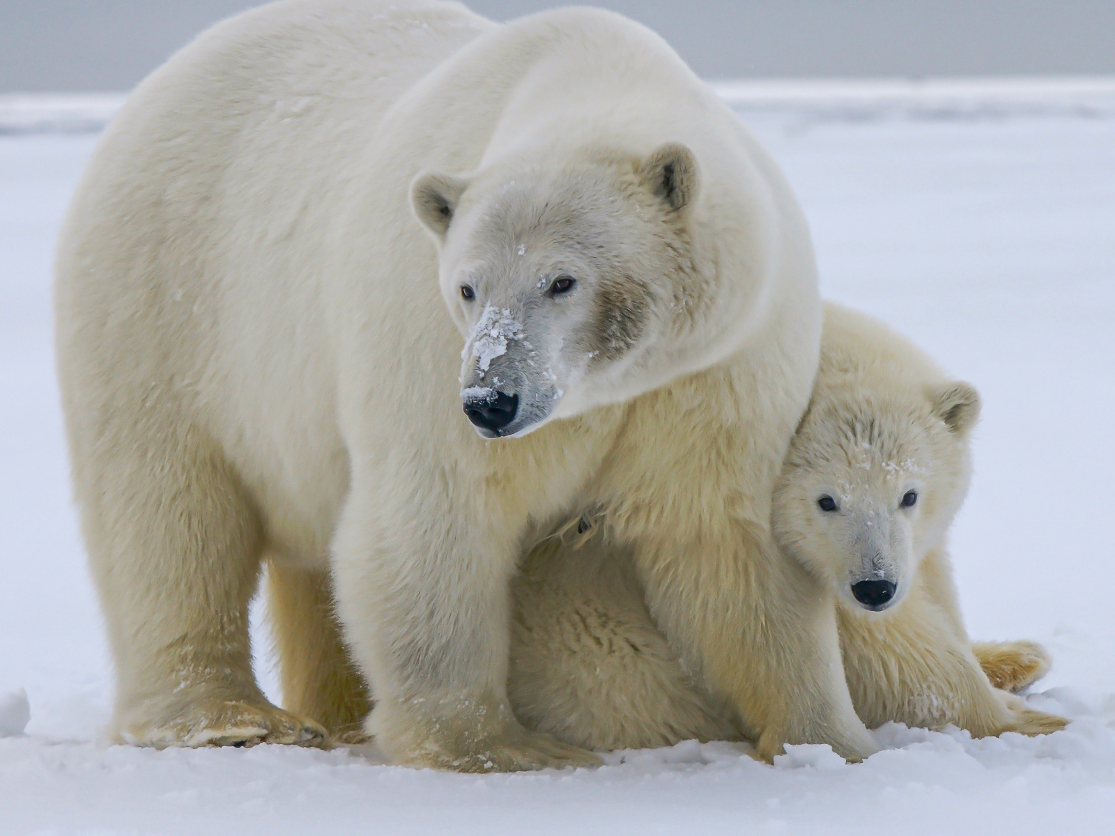 Большая полярная медведица с медвежонком на снегу