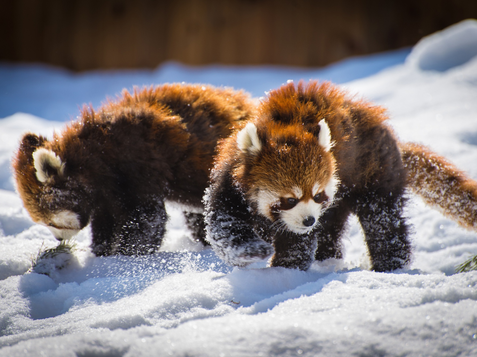 Две забавные красные панды играют на снегу