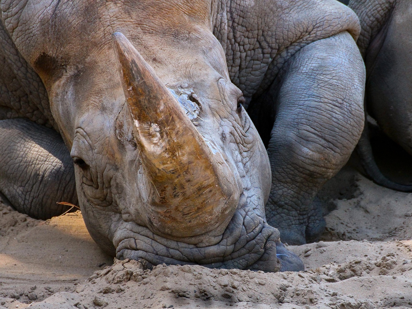 Большой носорог лежит на песке