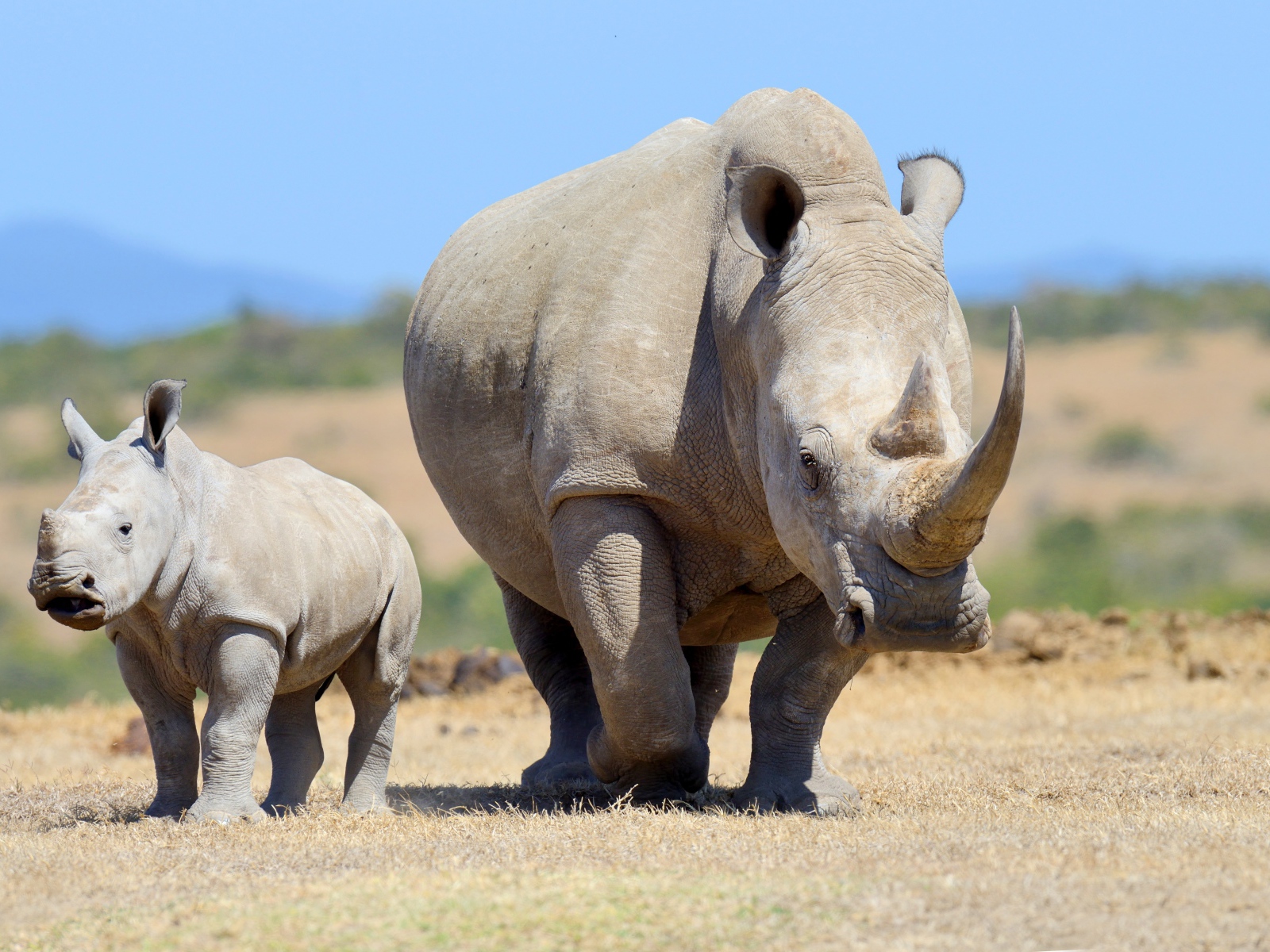 Большой носорог с детенышем идут по земле 