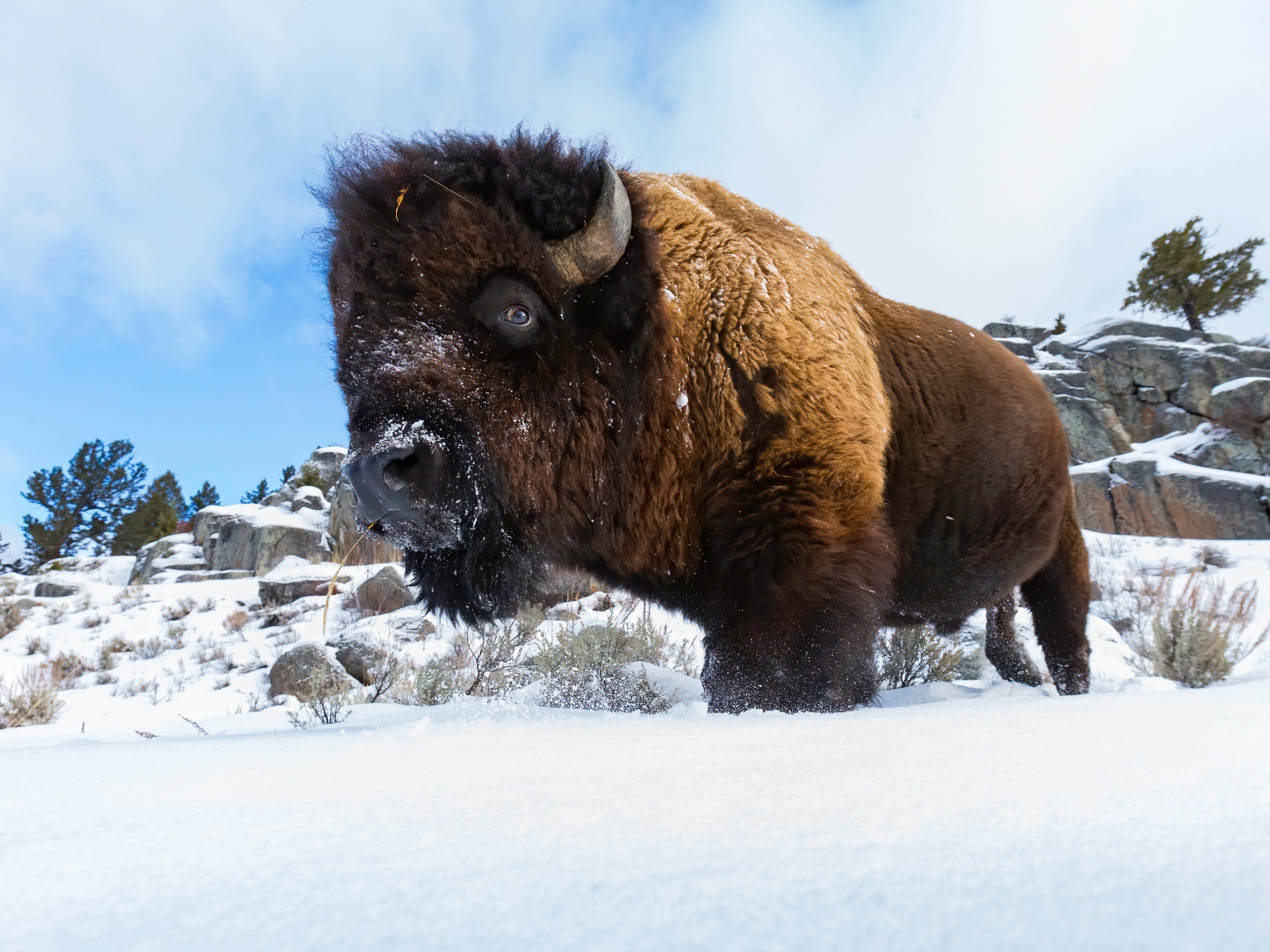 Большой сильный бизон стоит в снегу 