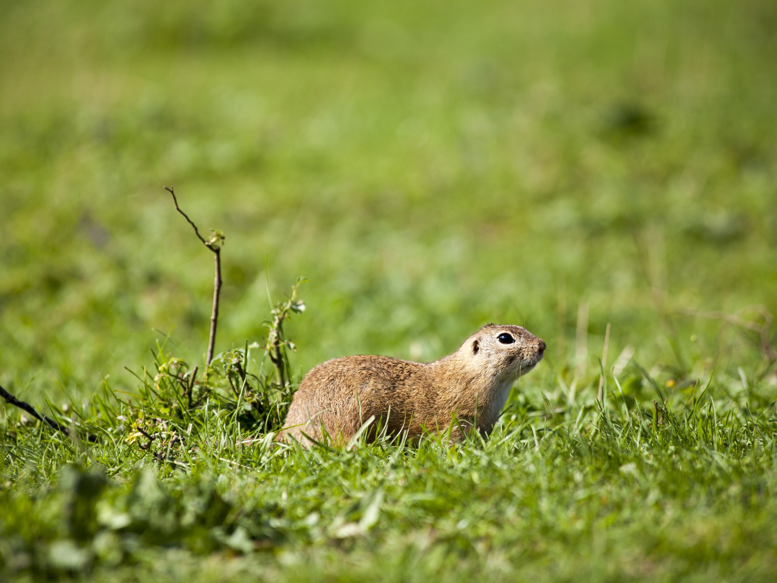 Суслик в зеленой траве 