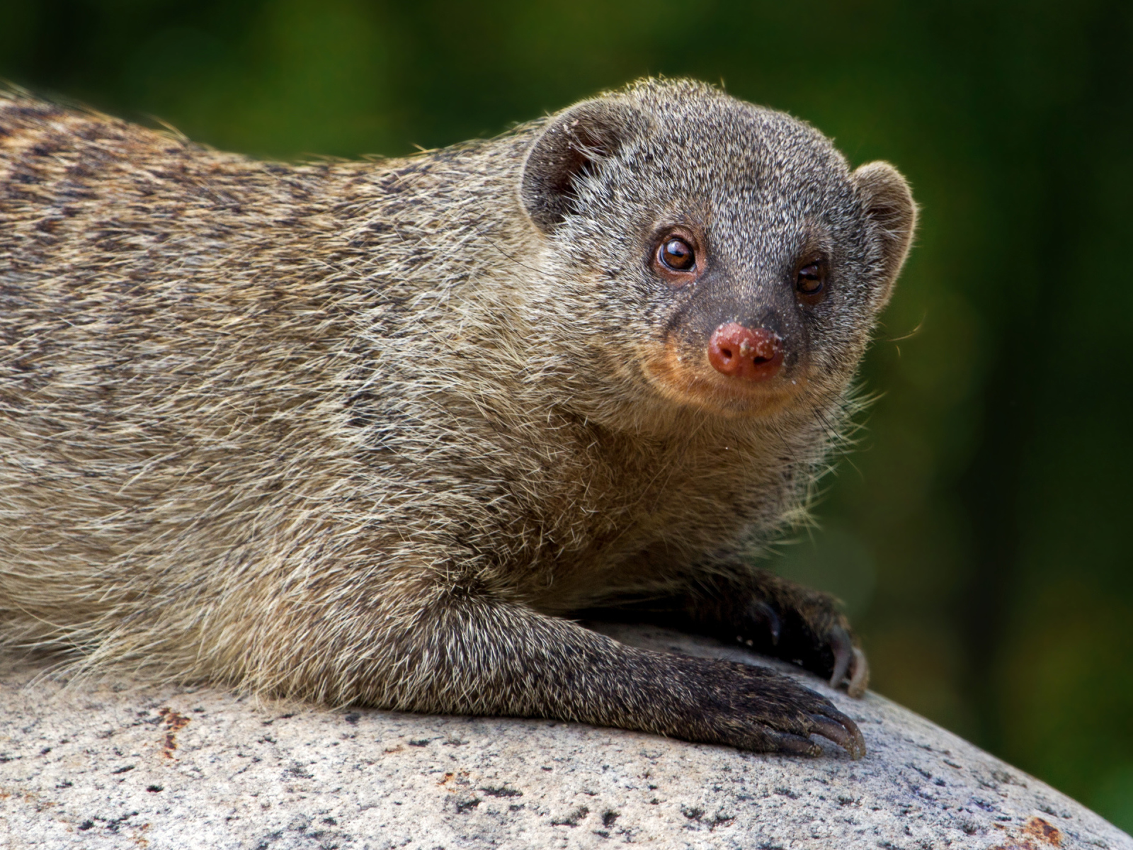 Серый мангуст лежит на камне 