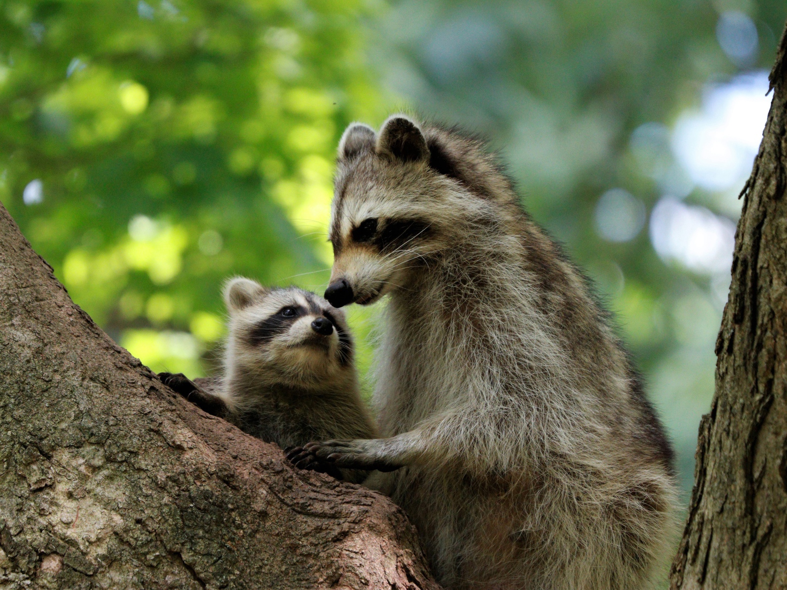 Мама енот с ребенком сидят на дереве