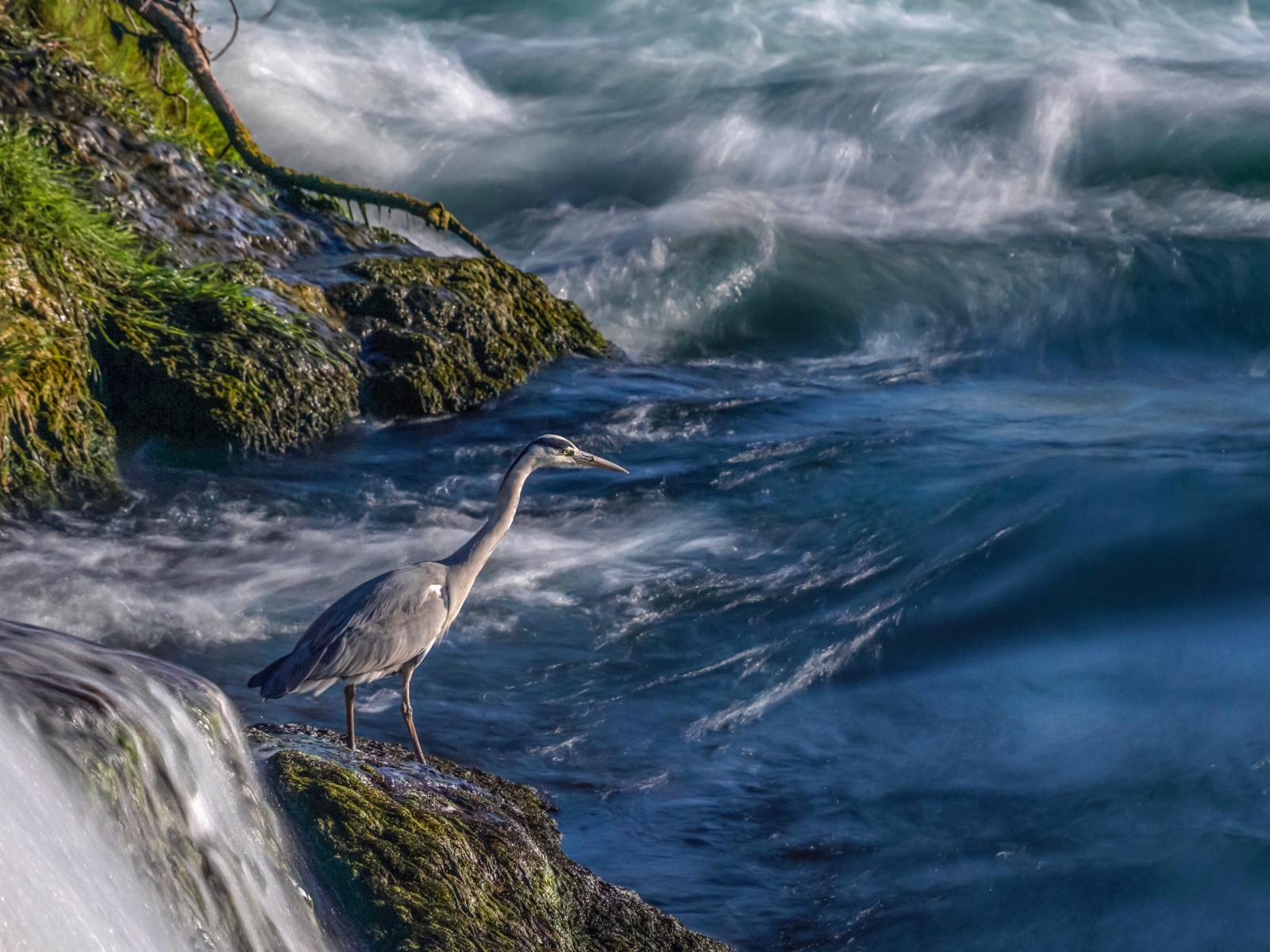 Серая цапля стоит на камне у моря