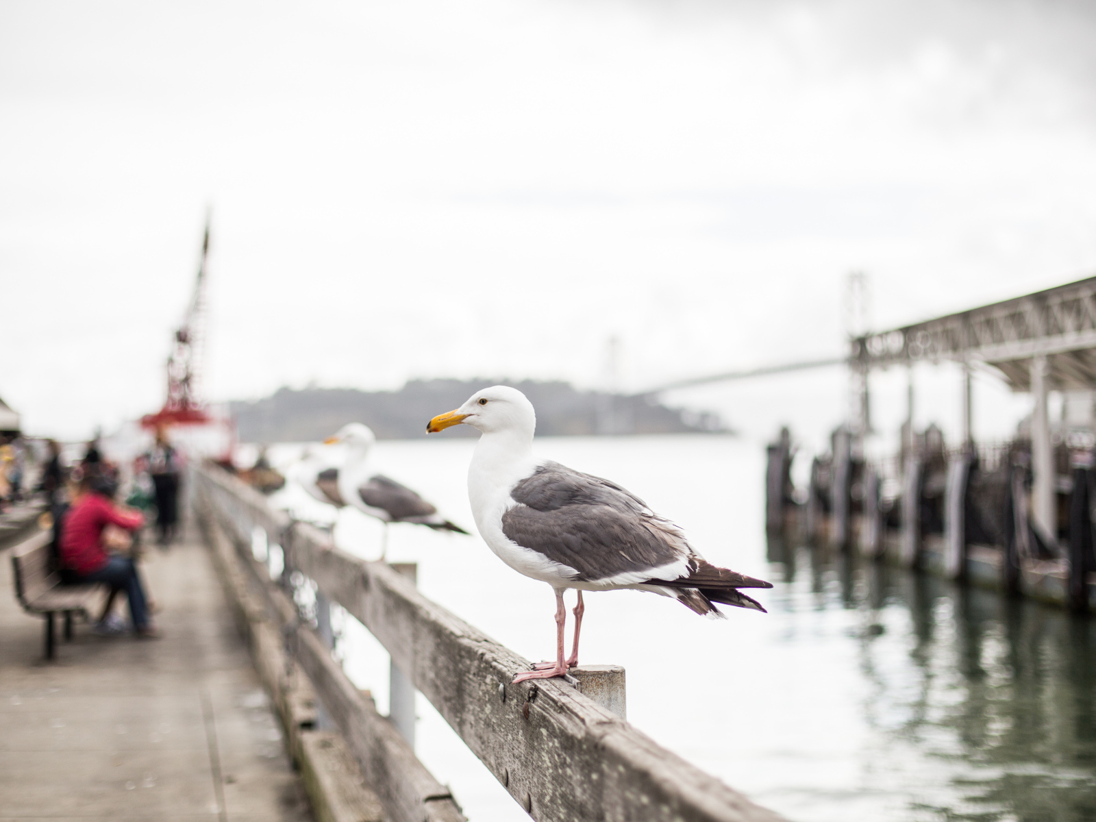 Большая морская чайка сидит в перилах у моря
