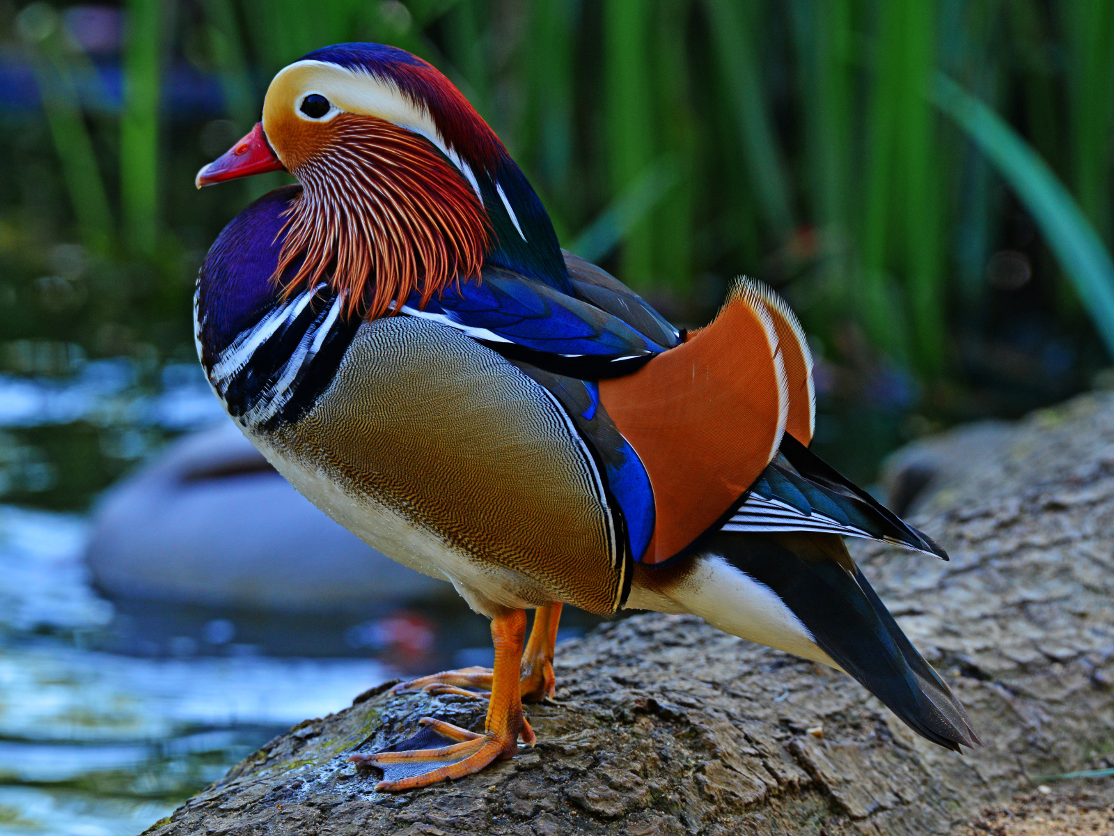 Разноцветная уточка мандаринка сидит на берегу озера