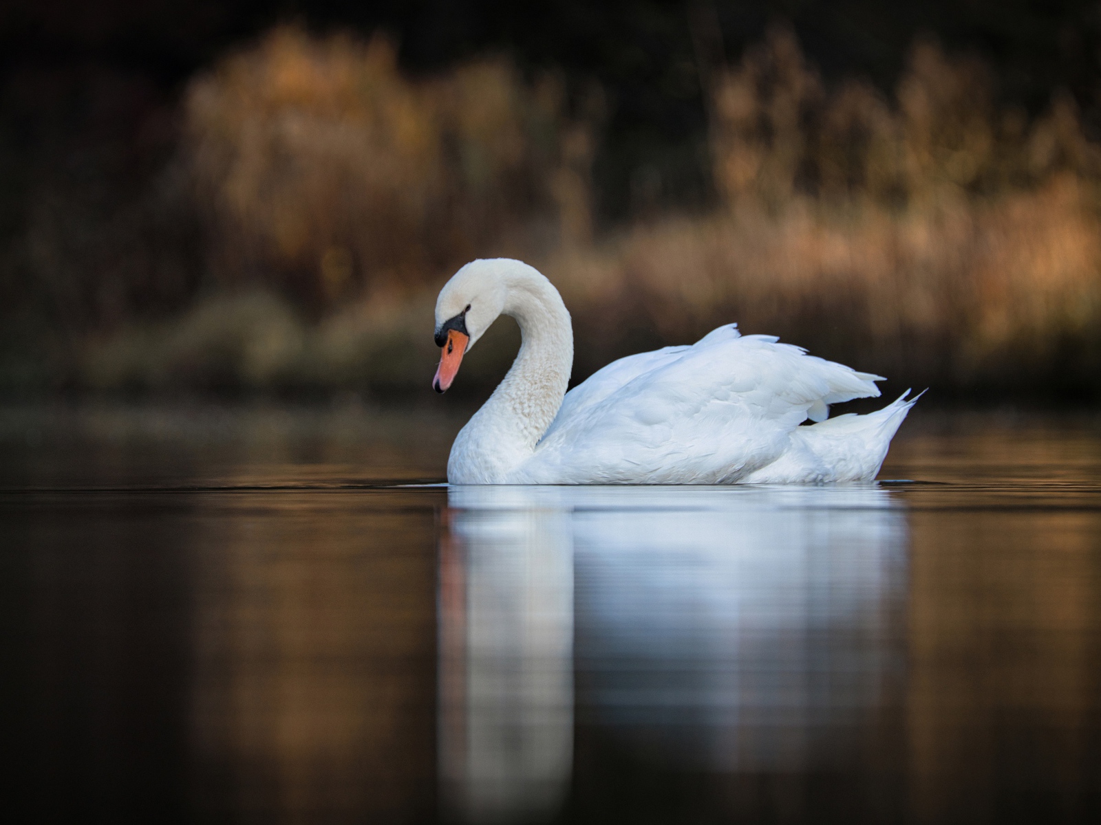 Красивый белый лебедь в спокойной воде озера 