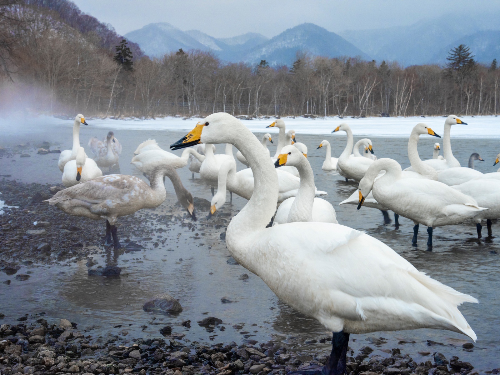 Красивые белые лебеди в зимнем озере в горах