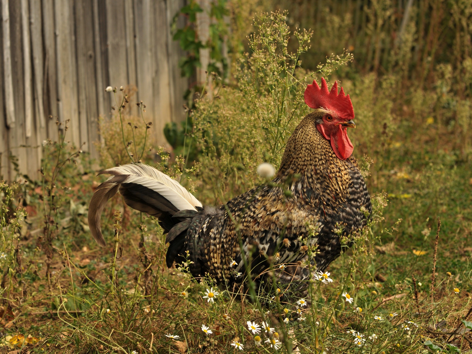 Большой коричневый петух у забора 
