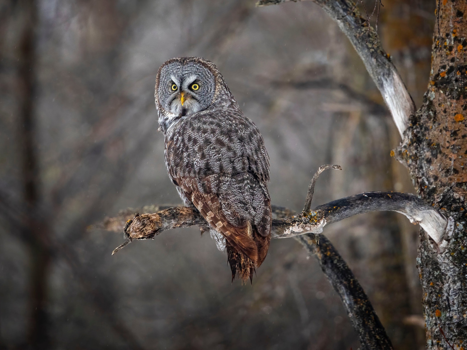 Большая серая сова с желтыми глазами на ветке в лесу