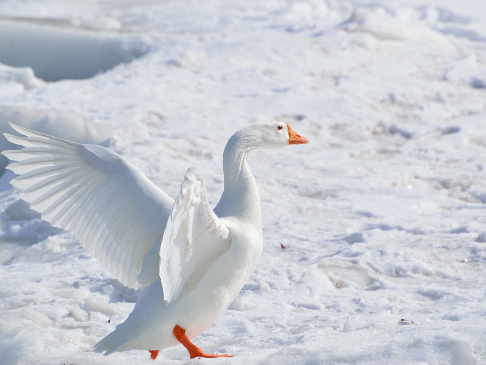 Большой белый домашний гусь на снегу 
