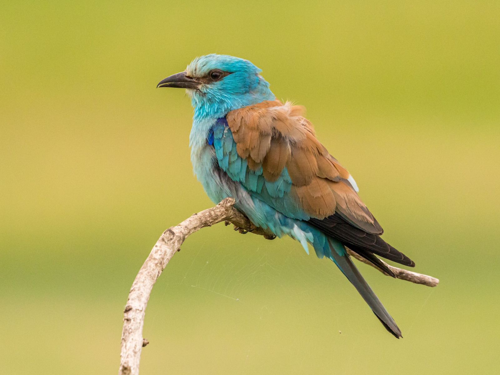 Птица зимородок  сидит на ветке на желтом фоне