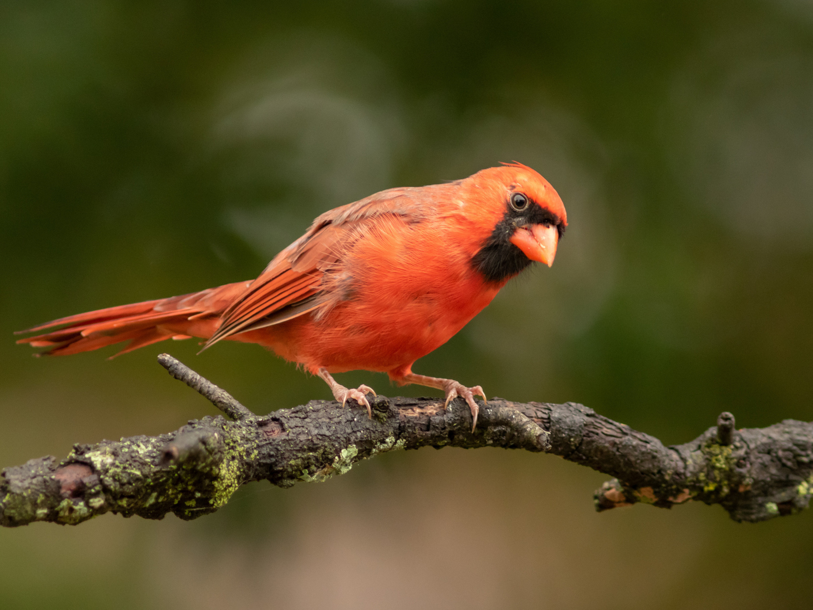 Птица красный кардинал на ветке дерева