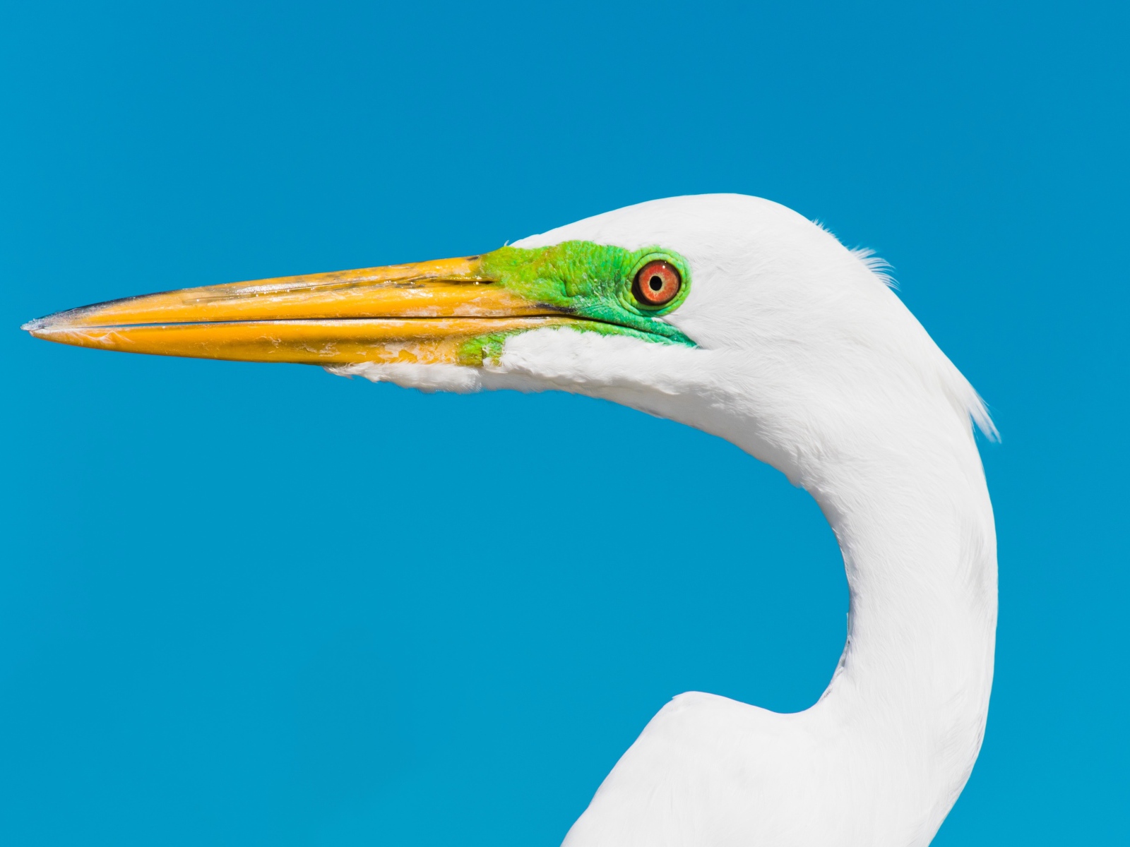 Голова белой цапли с острым клювом на голубом фоне 
