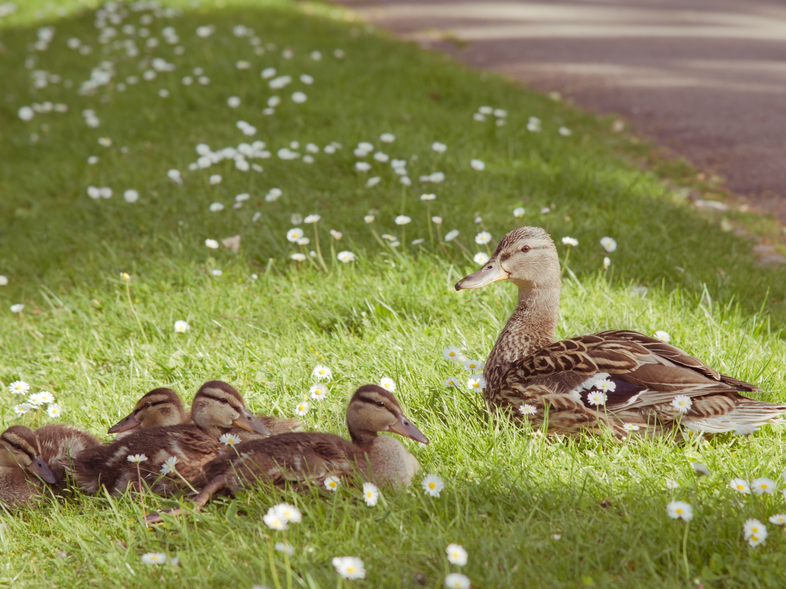 Gray duck with ducklings on the green grass with white daisies