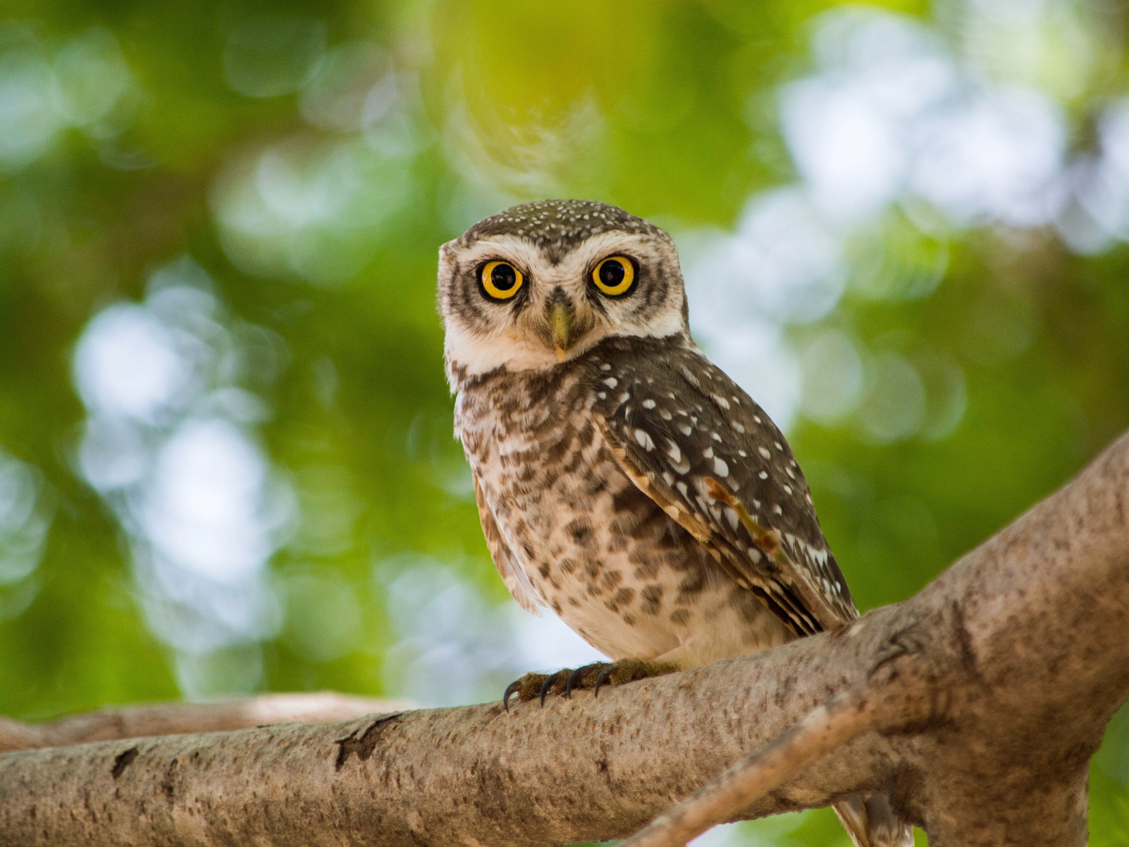 Серая сова с  большими желтыми глазами на дереве
