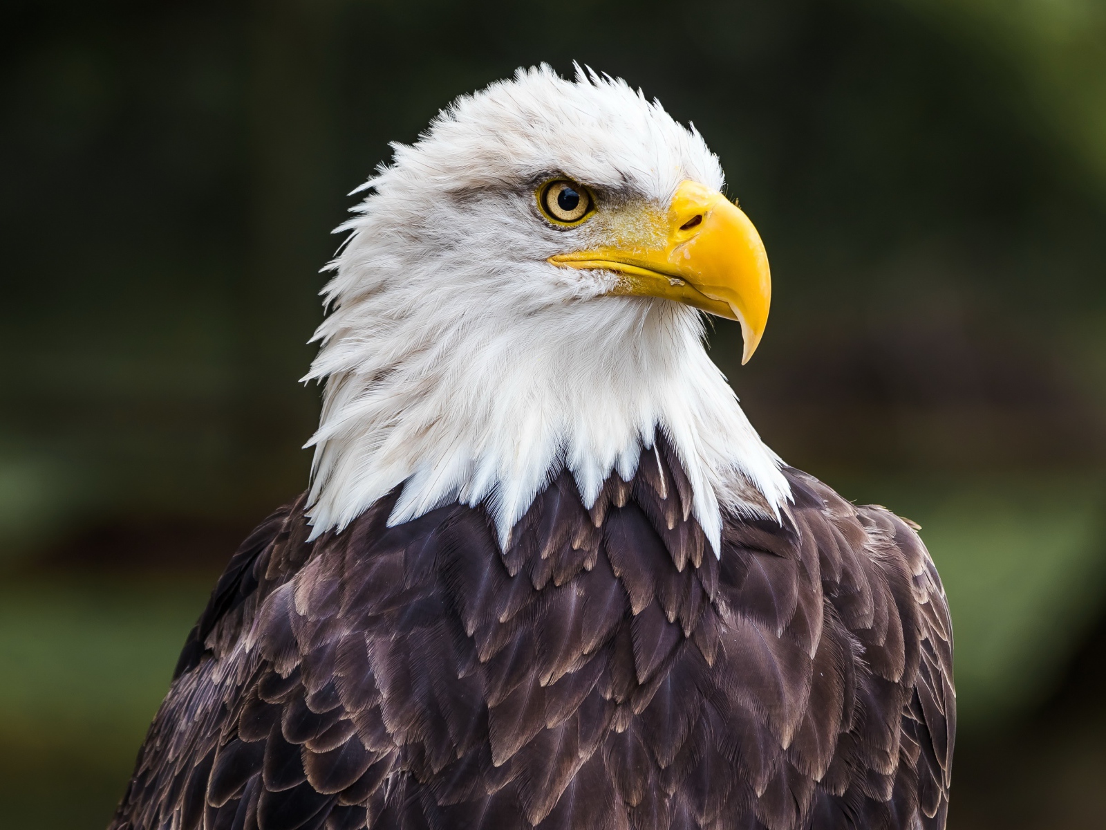 Большой белоголовый орлан с острым желтым клювом