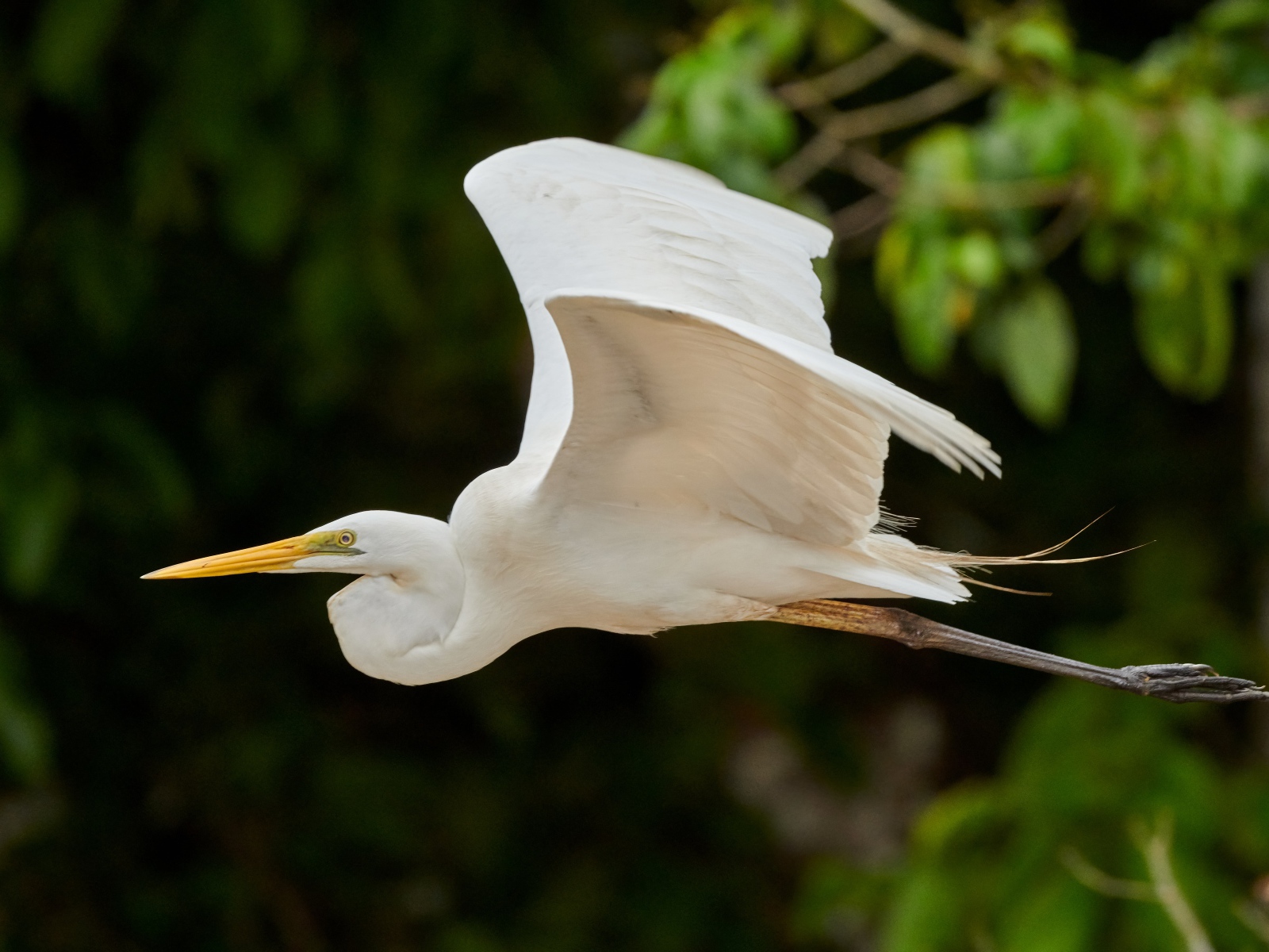 Большая белая цапля пролетает над землей