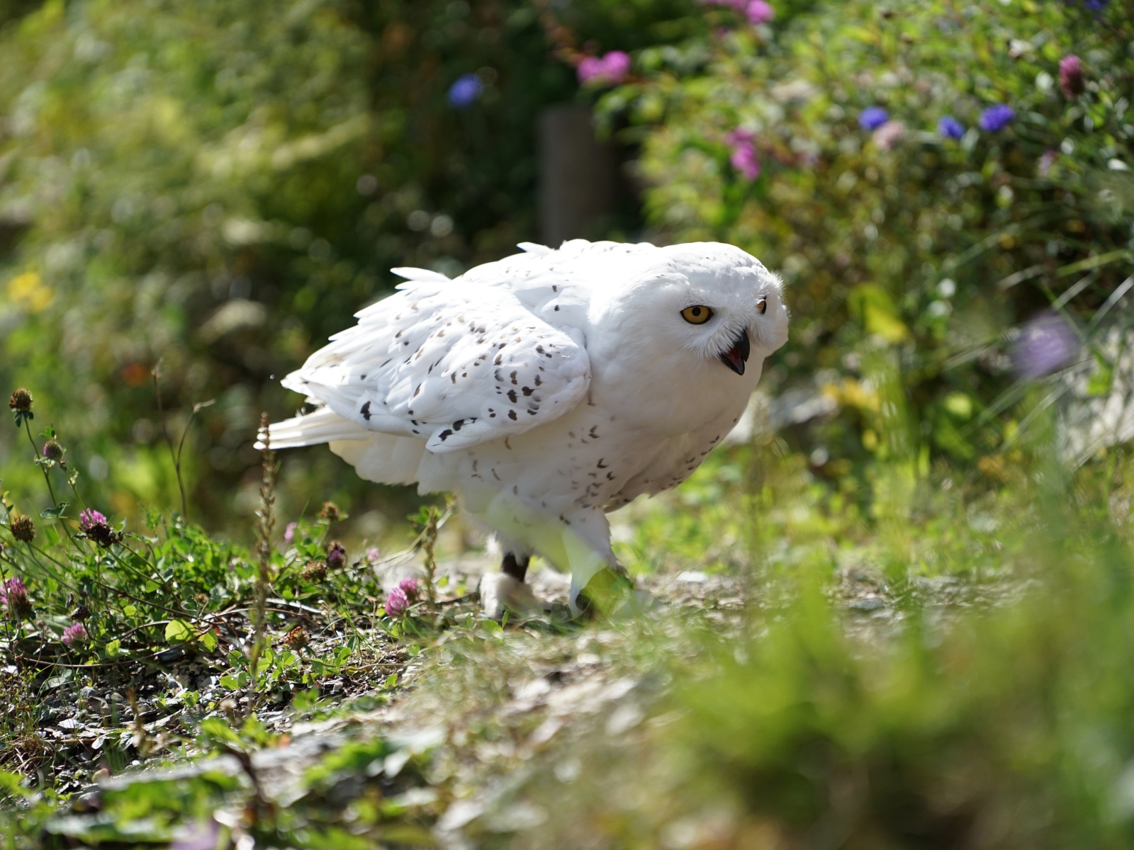 Большая белая сова крадется в траве