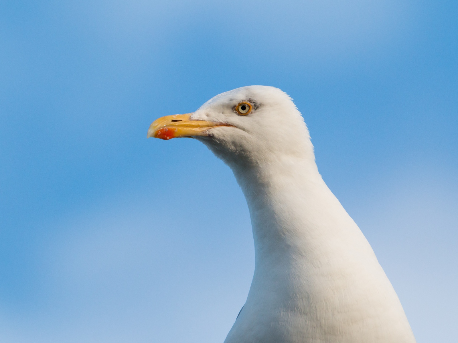 Голова белой чайки на фоне голубого неба 