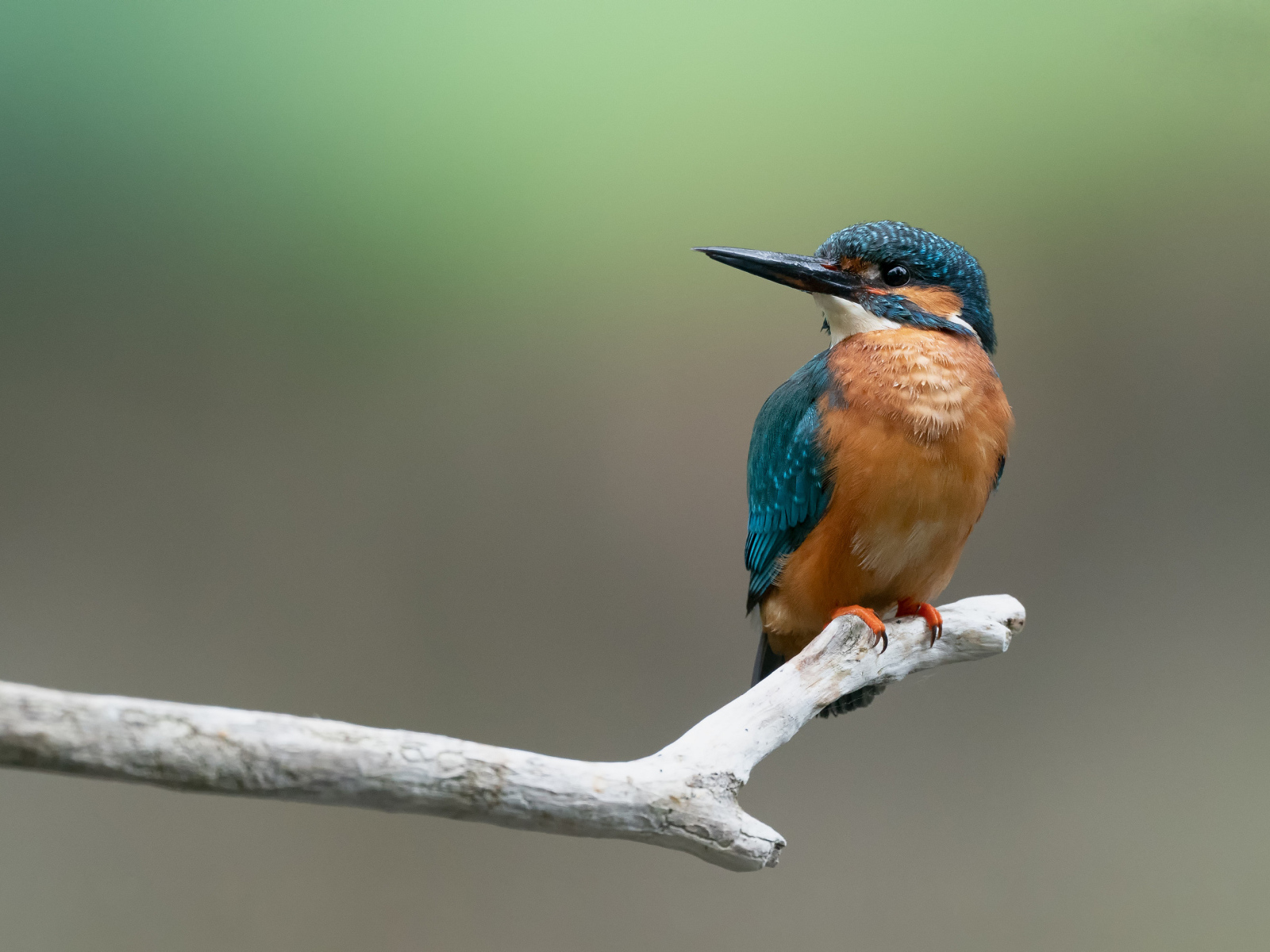 Kingfisher bird sits on a branch
