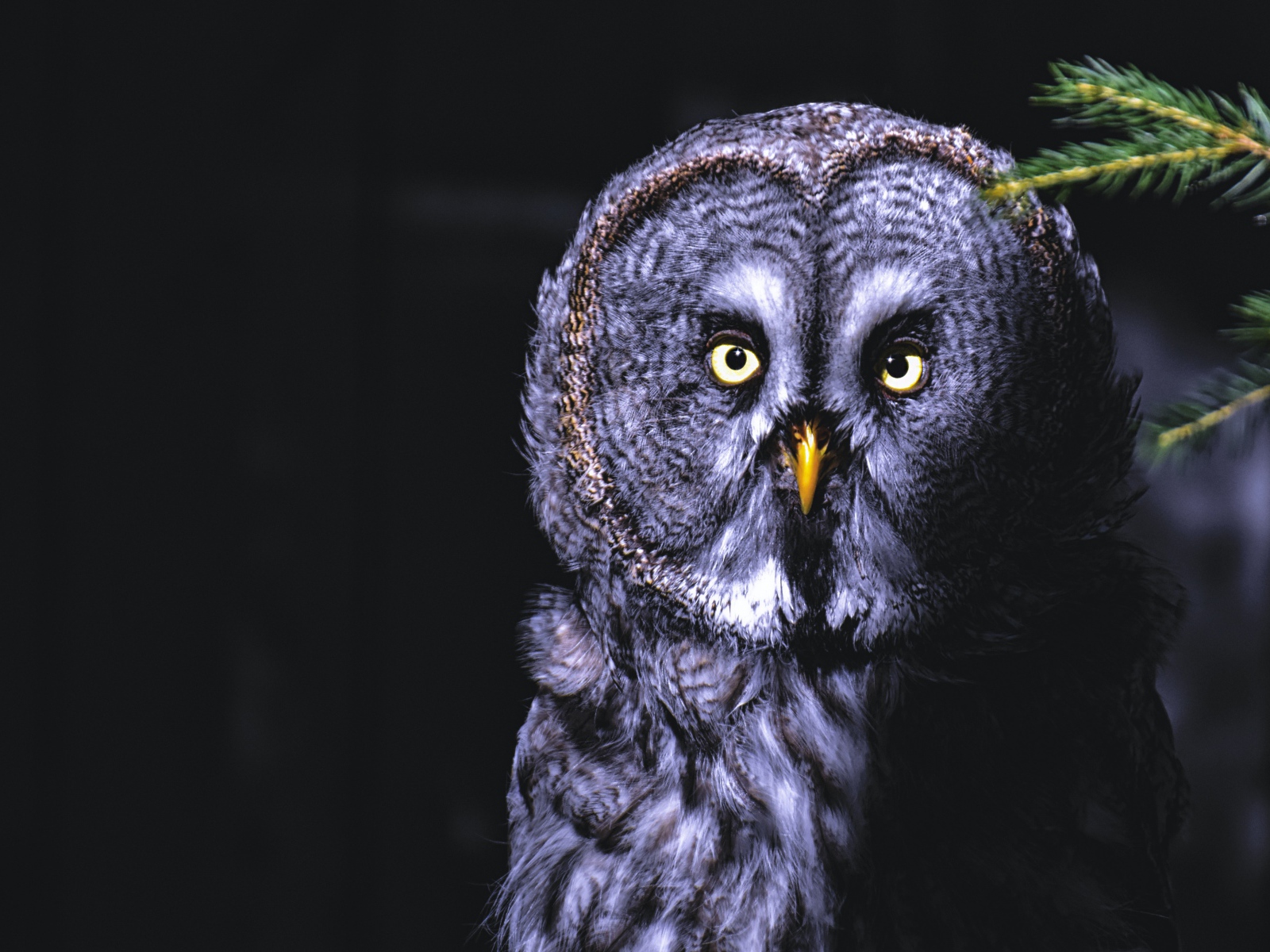 Большая серая сова с желтыми глазами на ветке ночью 