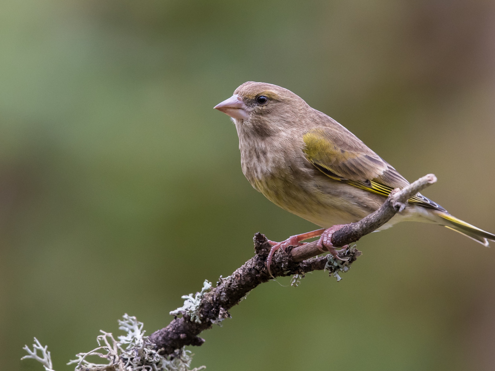Маленький соловей сидит на ветке дерева крупным планом