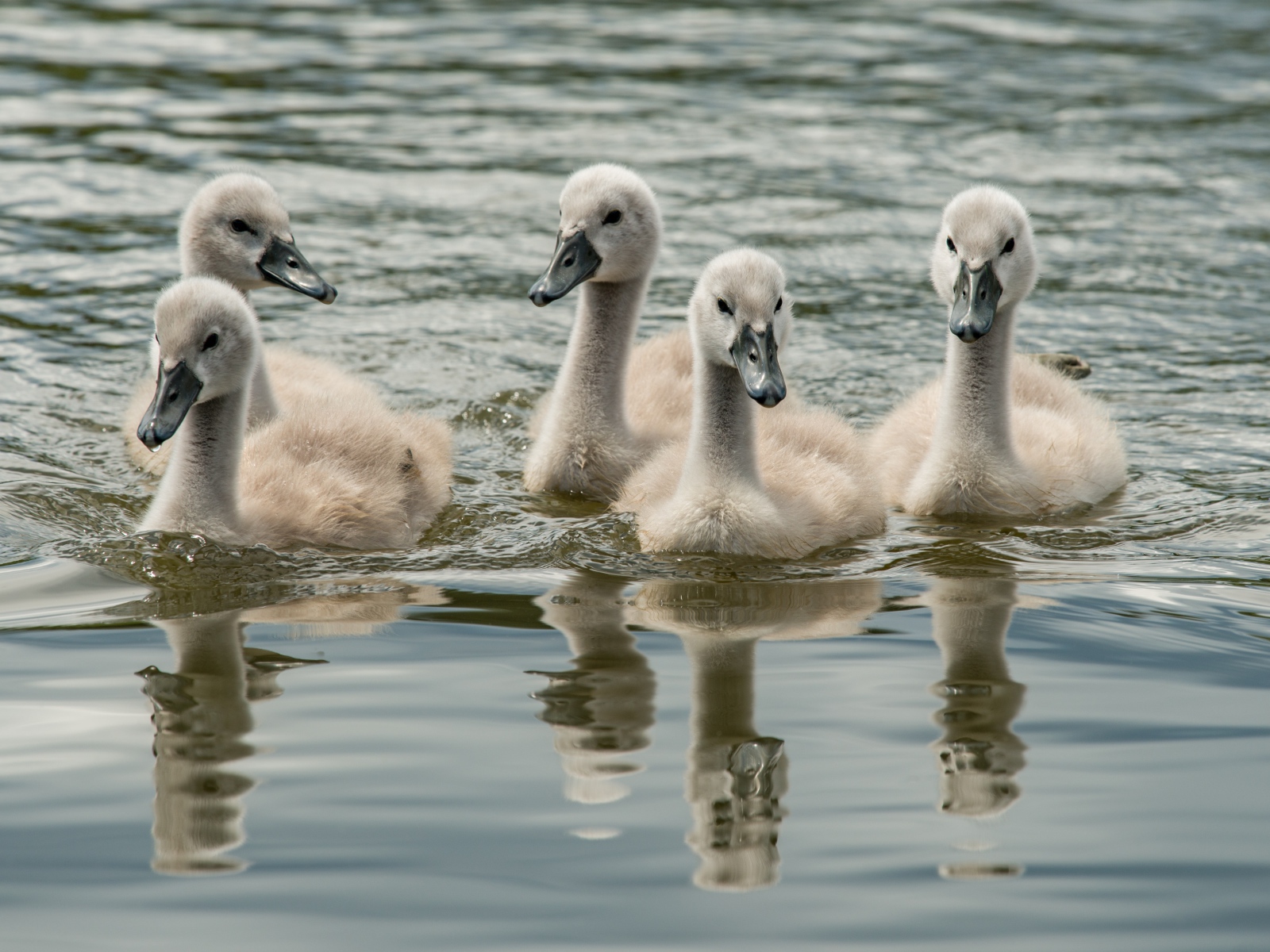 Маленькие дикие лебеди в воде 