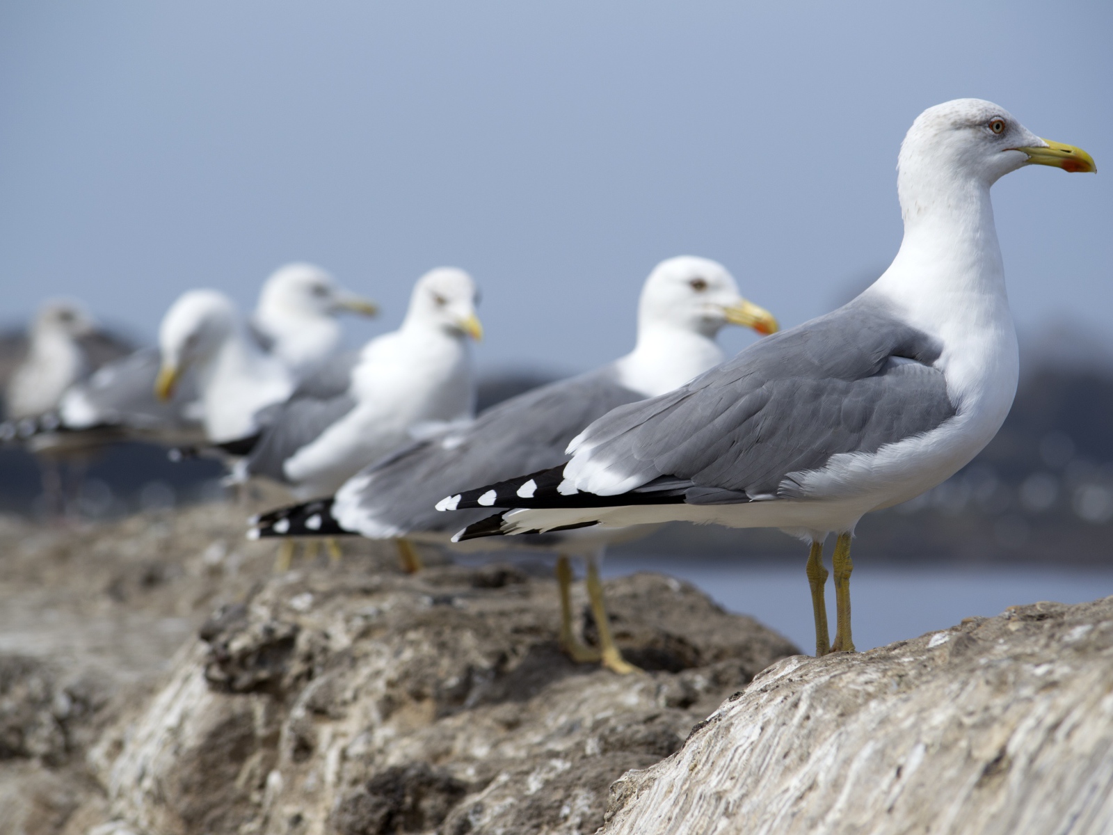 Много морских чаек сидит на камнях 