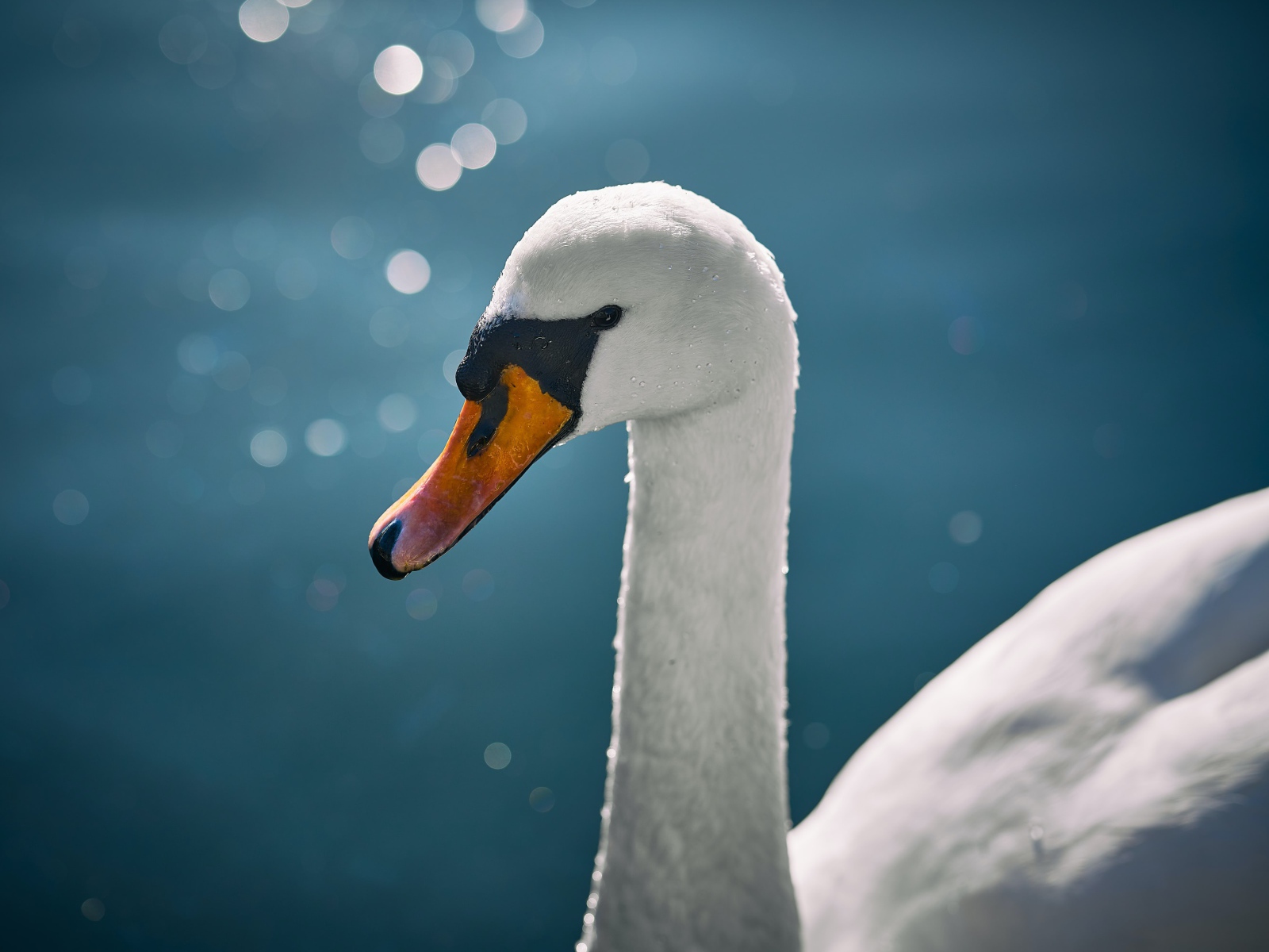 Оранжевый клюв белого лебедя крупным планом