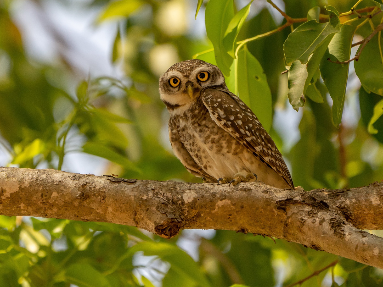 Сова сидит на ветке дерева в зеленых листьях