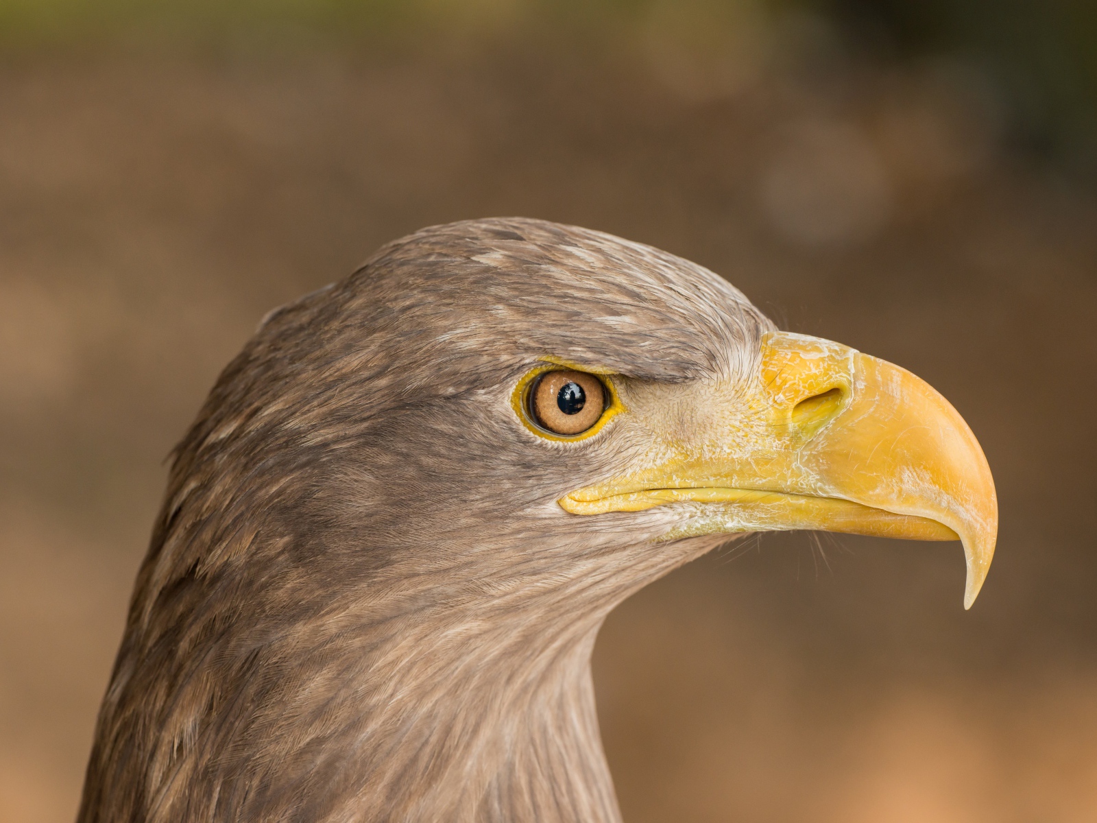 Острый клюв хищной птицы 