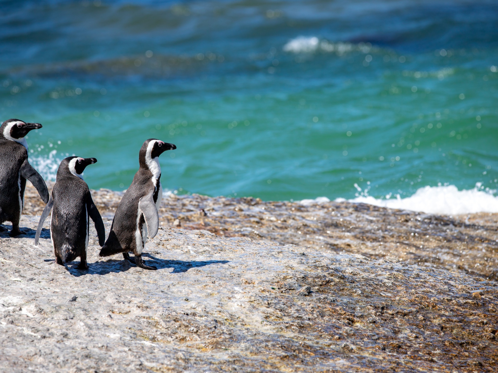 Три маленьких пингвина на камне у воды