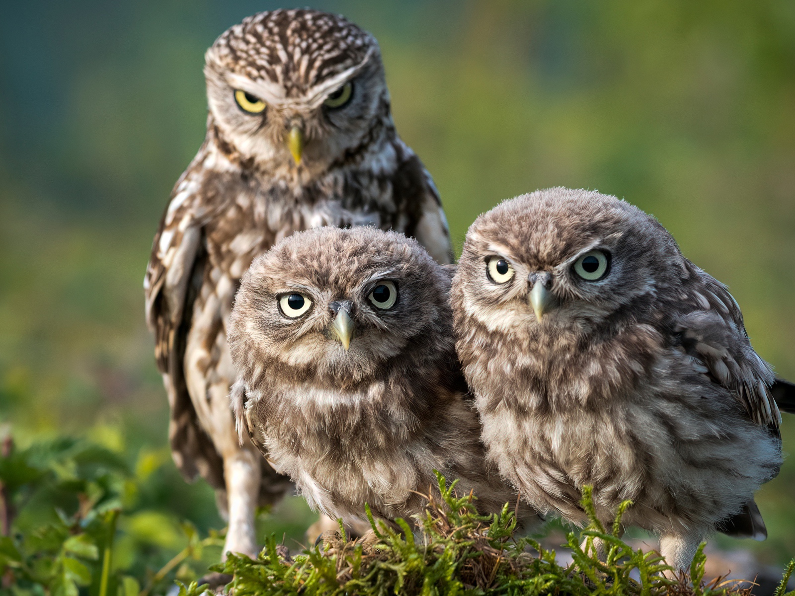 Три совы сидят на зеленой траве