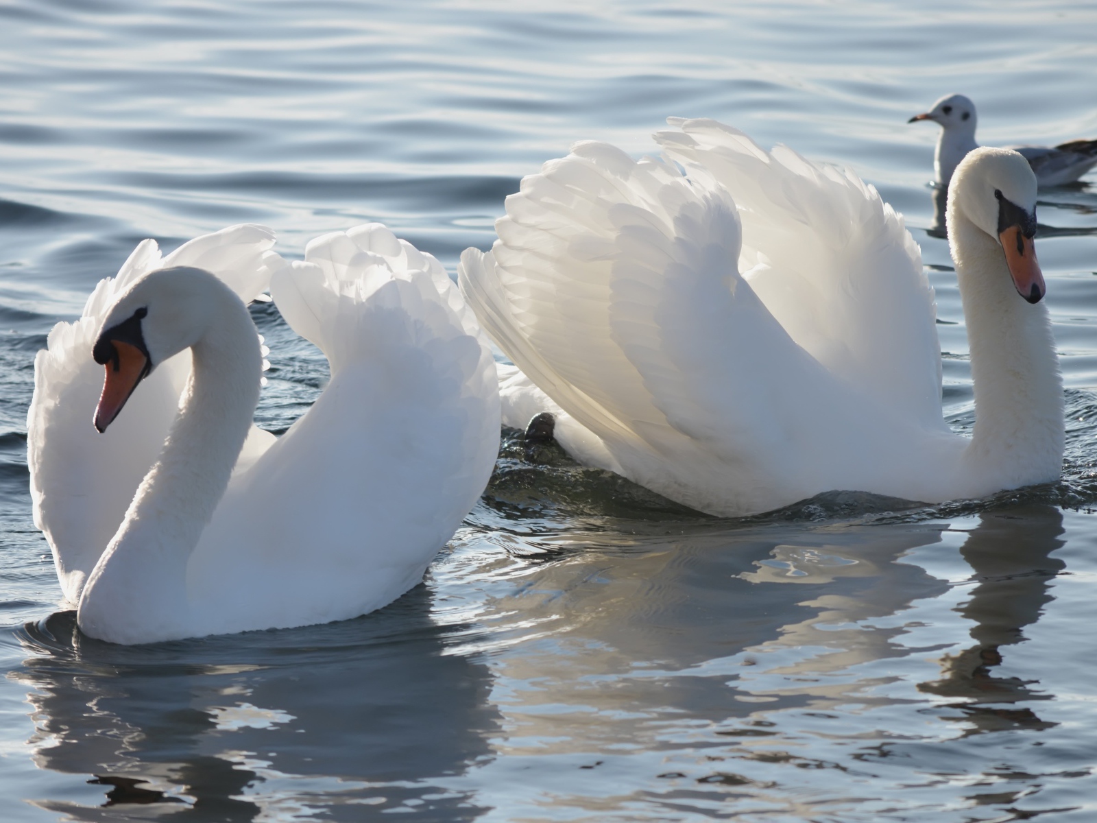 Два красивых белых лебедя в пруду с чайкой 