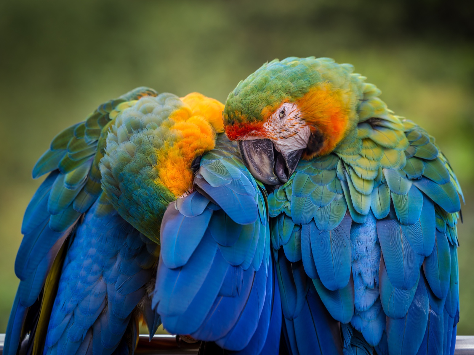 Два попугая голубой ара чистят перья