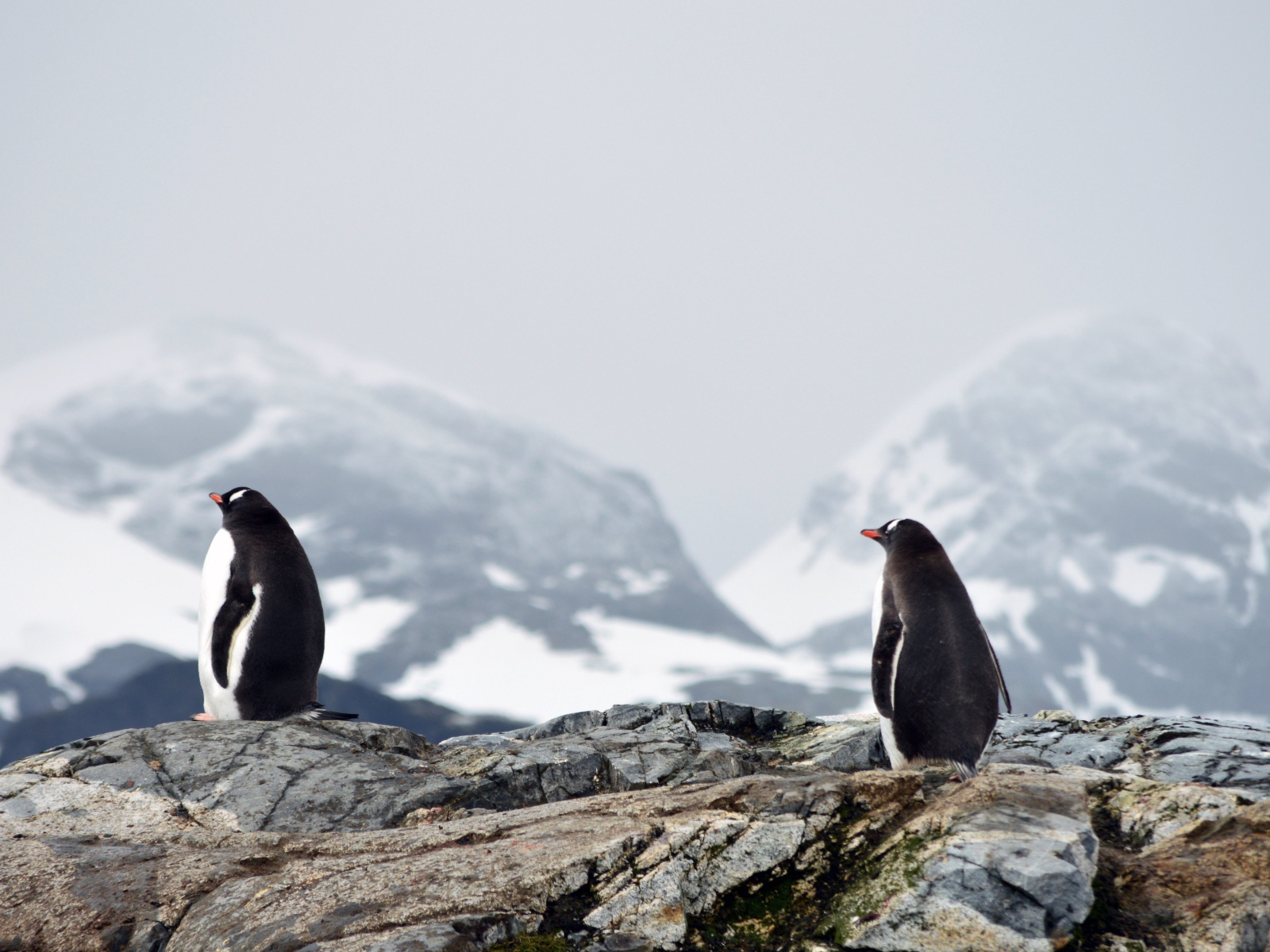 Два пингвина на камнях на фоне заснеженных гор 