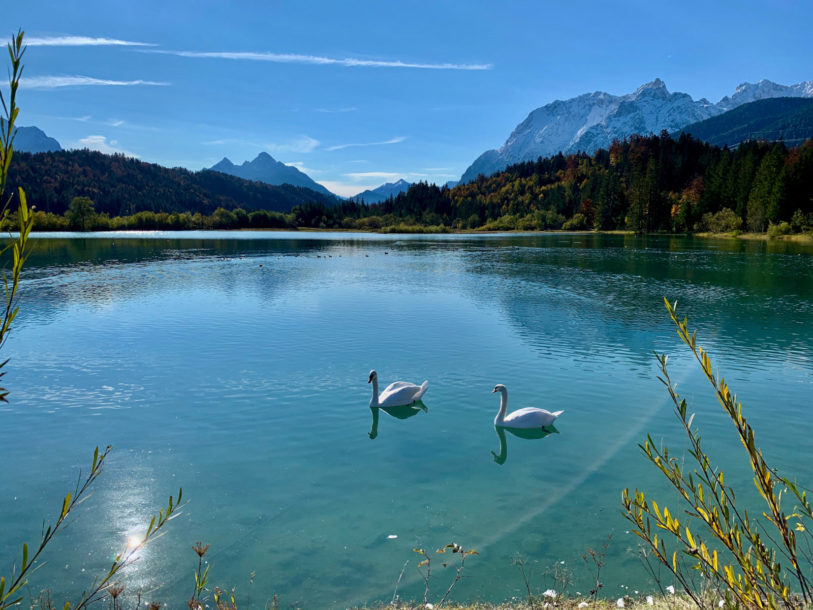 Два белых лебедя на озере в лучах солнца