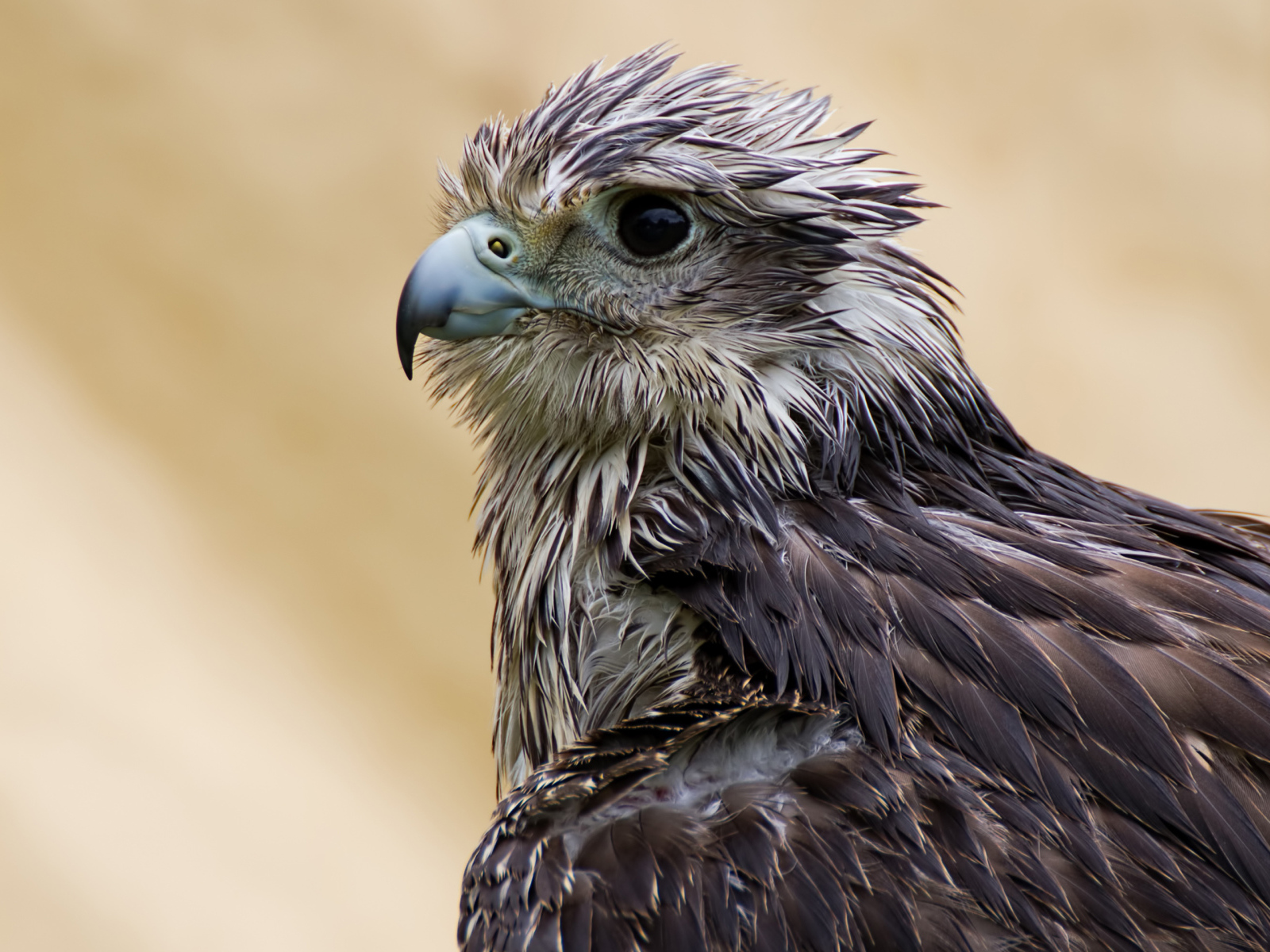 Wet Hawk with a sharp beak