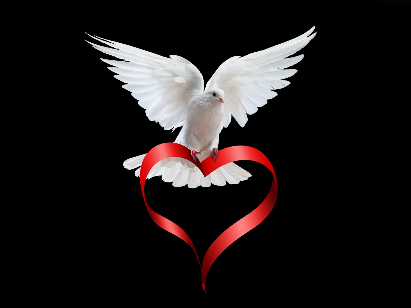 Белый голубь на черном фоне с красной лентой в форме сердца 