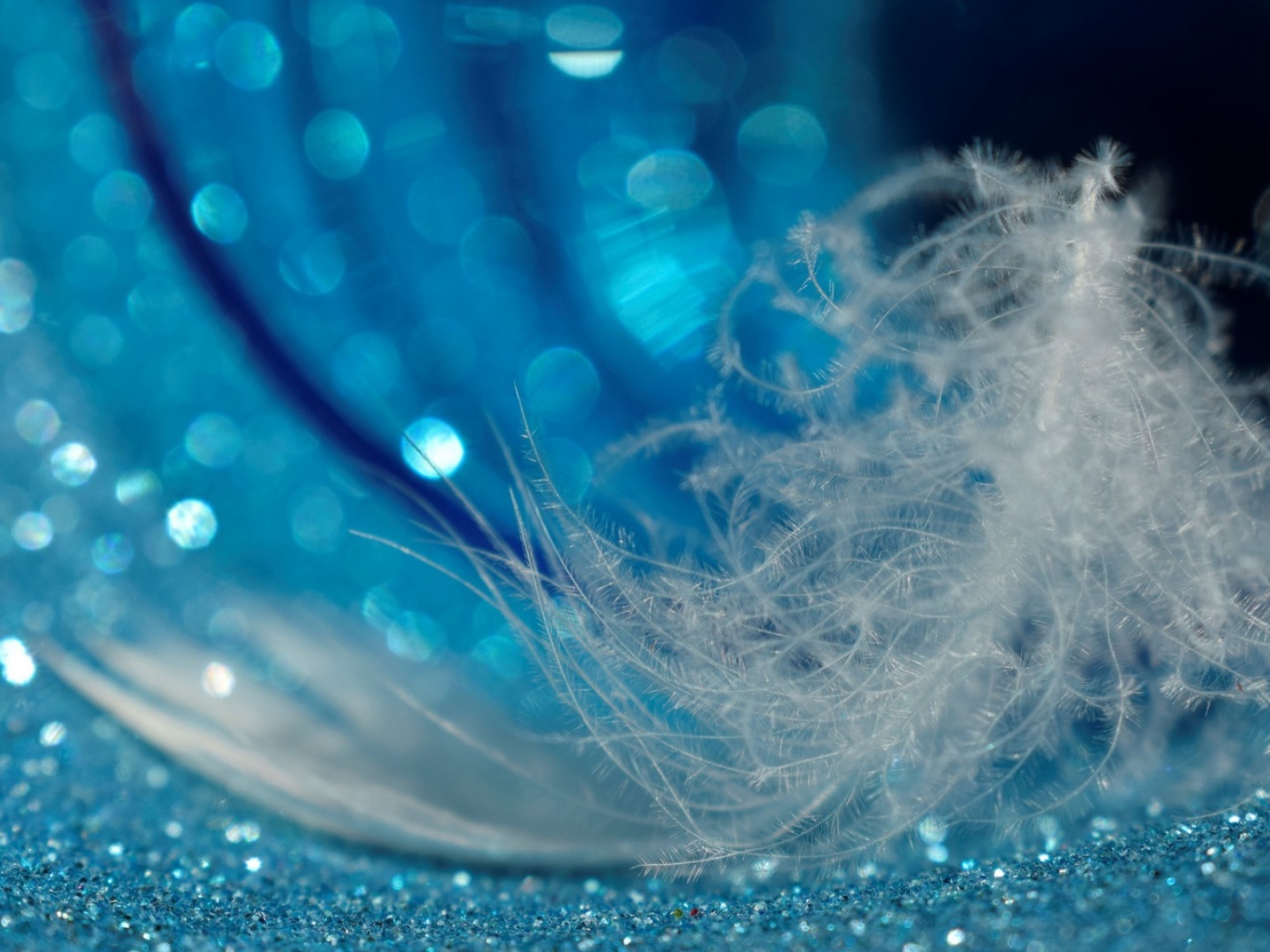 Белое легкое перо лежит на блестящей голубой поверхности 