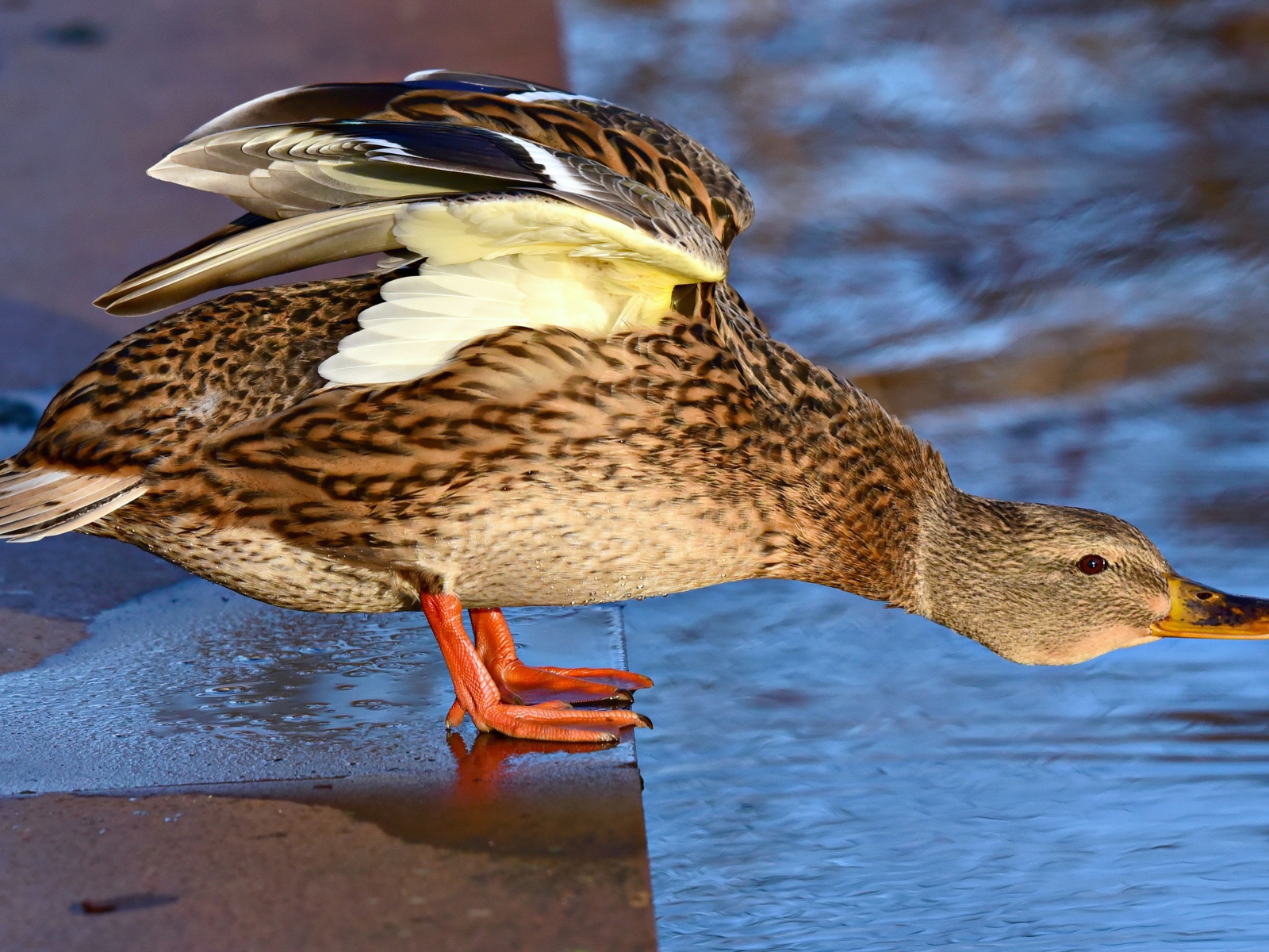 Дикая серая утка стоит у водоема